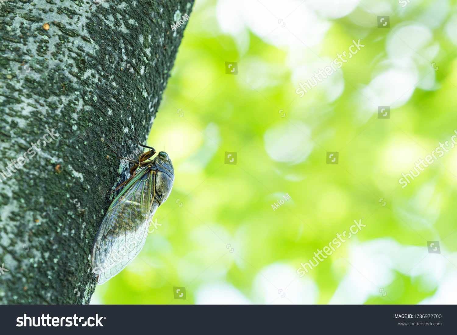 A Black Cicada on The Tree in Summer #1786972700