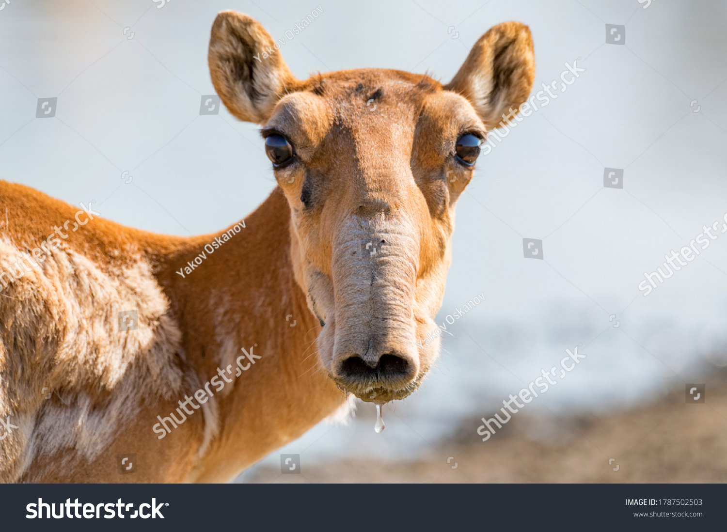 Saiga antelope or Saiga tatarica drinks in steppe #1787502503