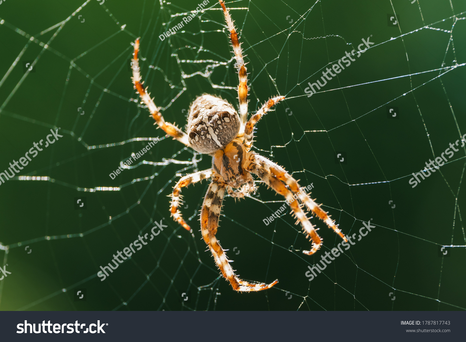 European garden spider, diadem spider, orangie, cross spider or crowned orb weaver in its web close up against Green Background #1787817743