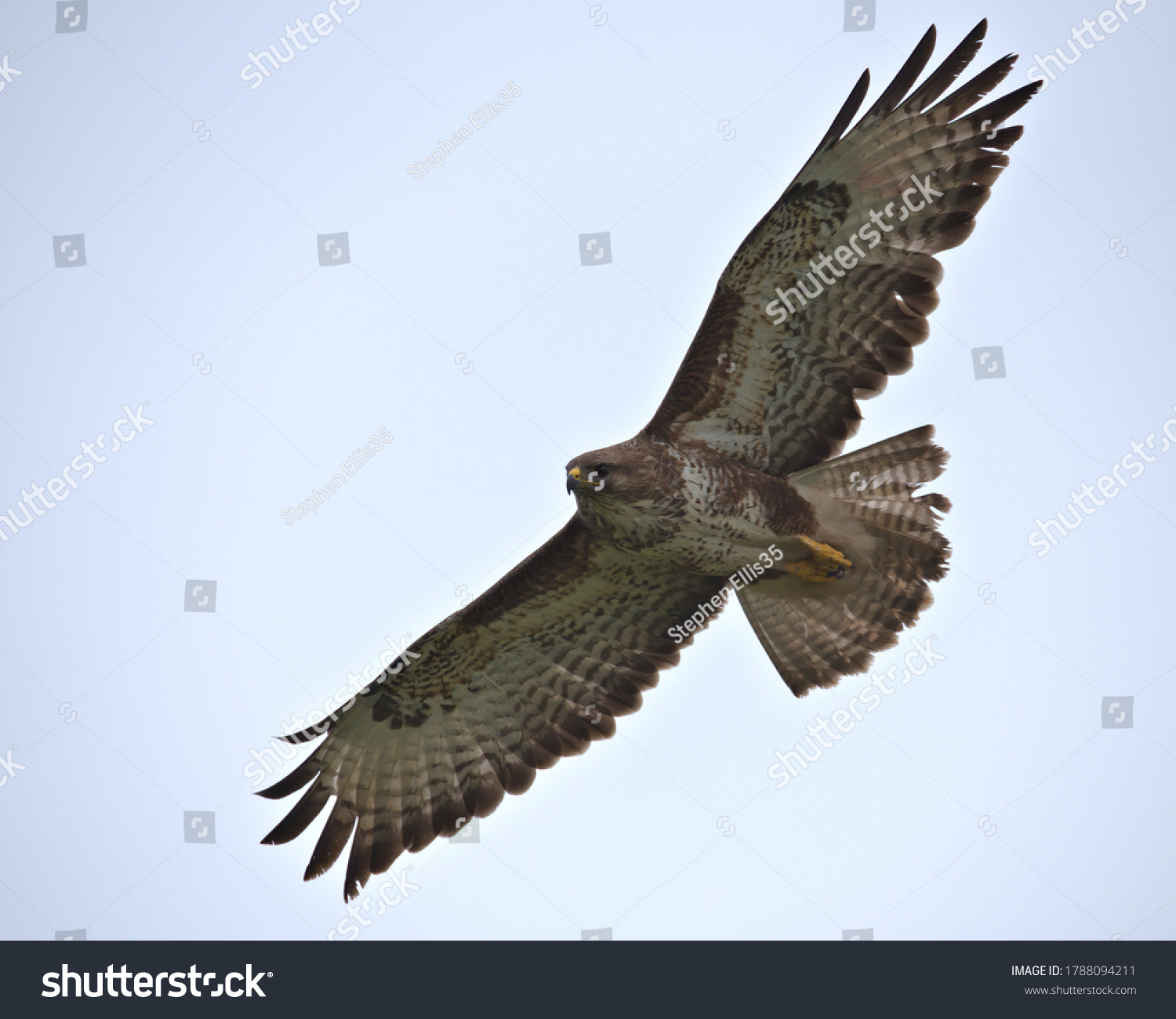 Common buzzard , Buteo buteo in flight. #1788094211