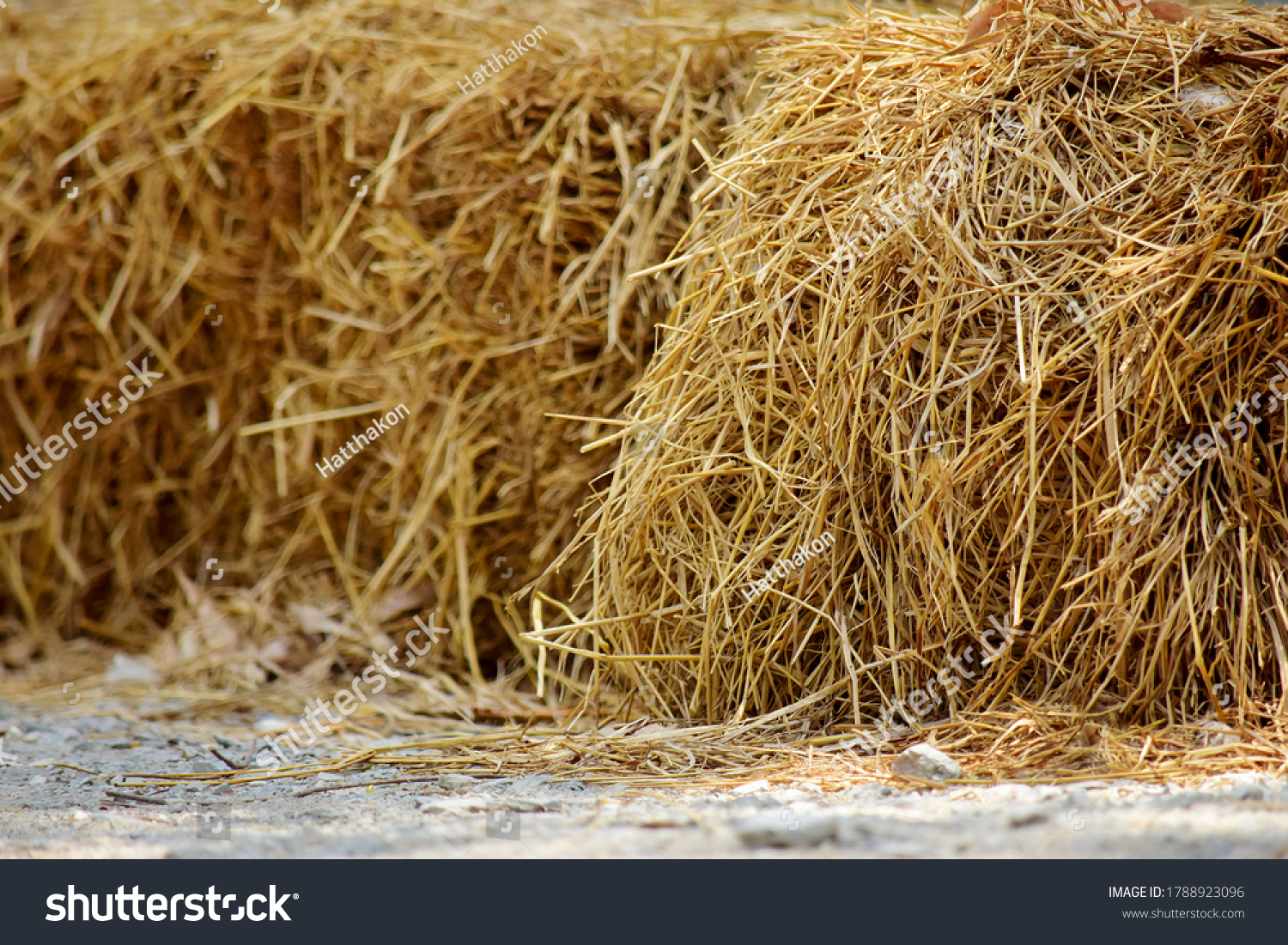 Haystack, hay straw, Bale of hay group, dry grass (hay), dry straw on the road.
 #1788923096