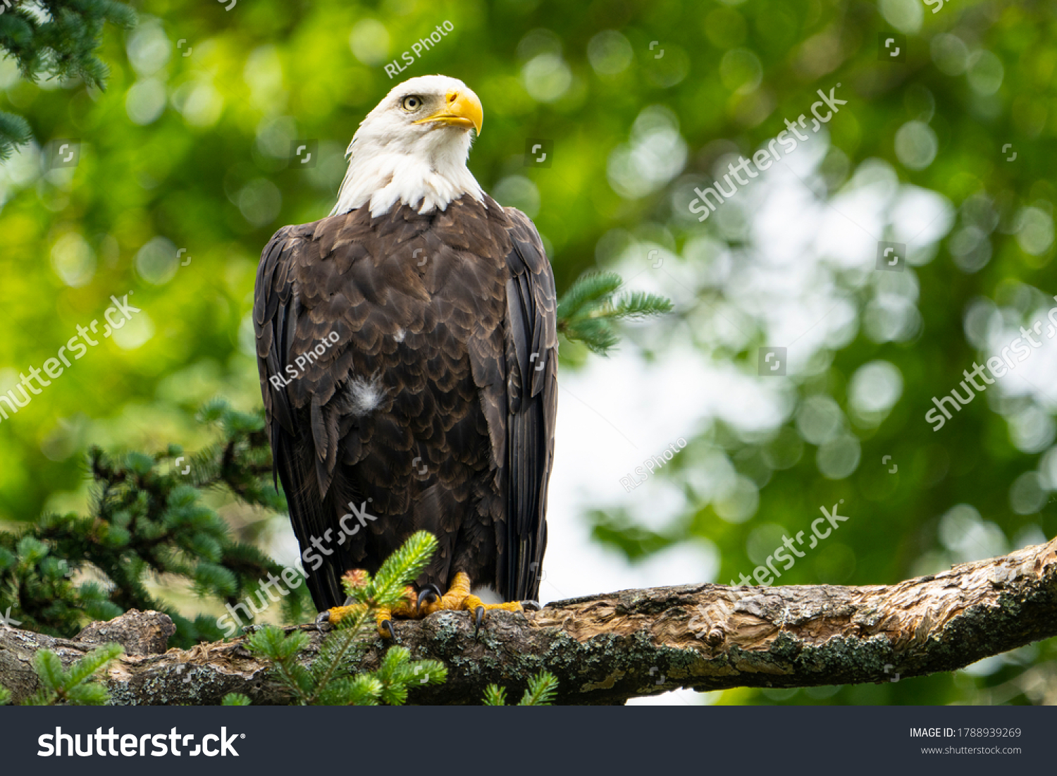 Bald eagle perched high in a tree over a lake in a national park #1788939269
