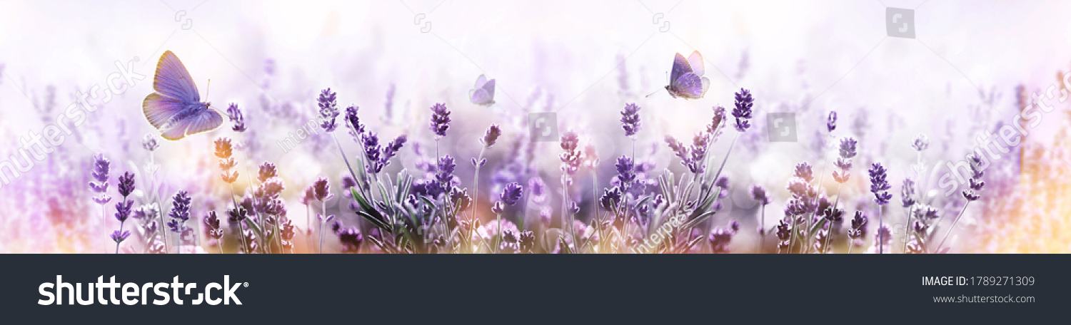 Blossoming Lavender flowers and flying butterfly in summer morning background . Purple growing Lavender panoramic view #1789271309