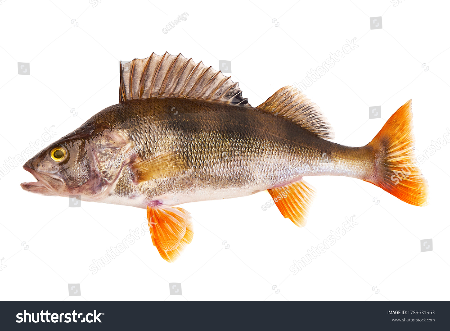 Perch fish, (perca fluviatilis), predatory fish, isolated on white background. #1789631963
