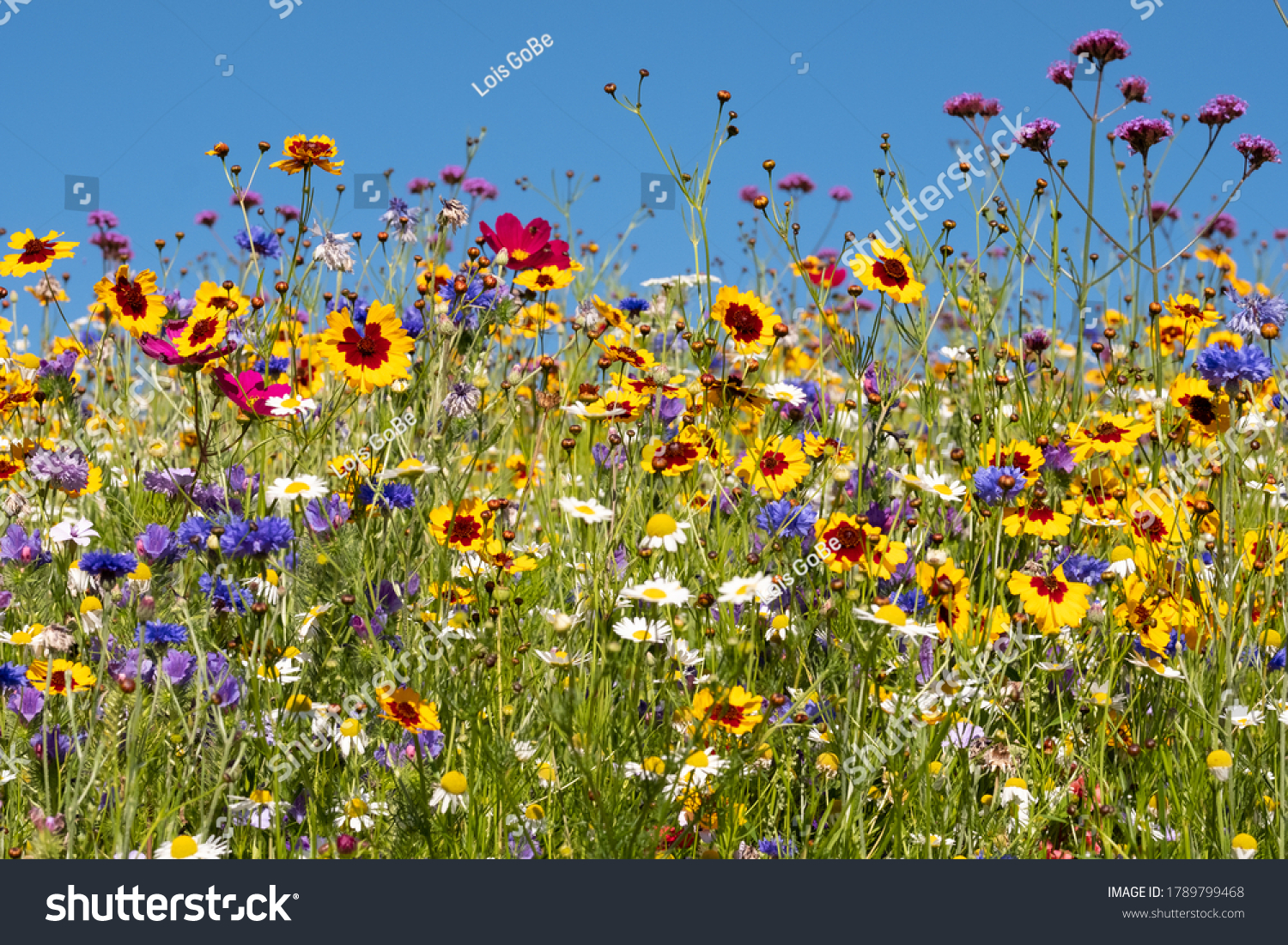 Colourful wild flowers blooming outside Savill Garden, Egham, Surrey, UK, photographed against a clear blue sky. #1789799468