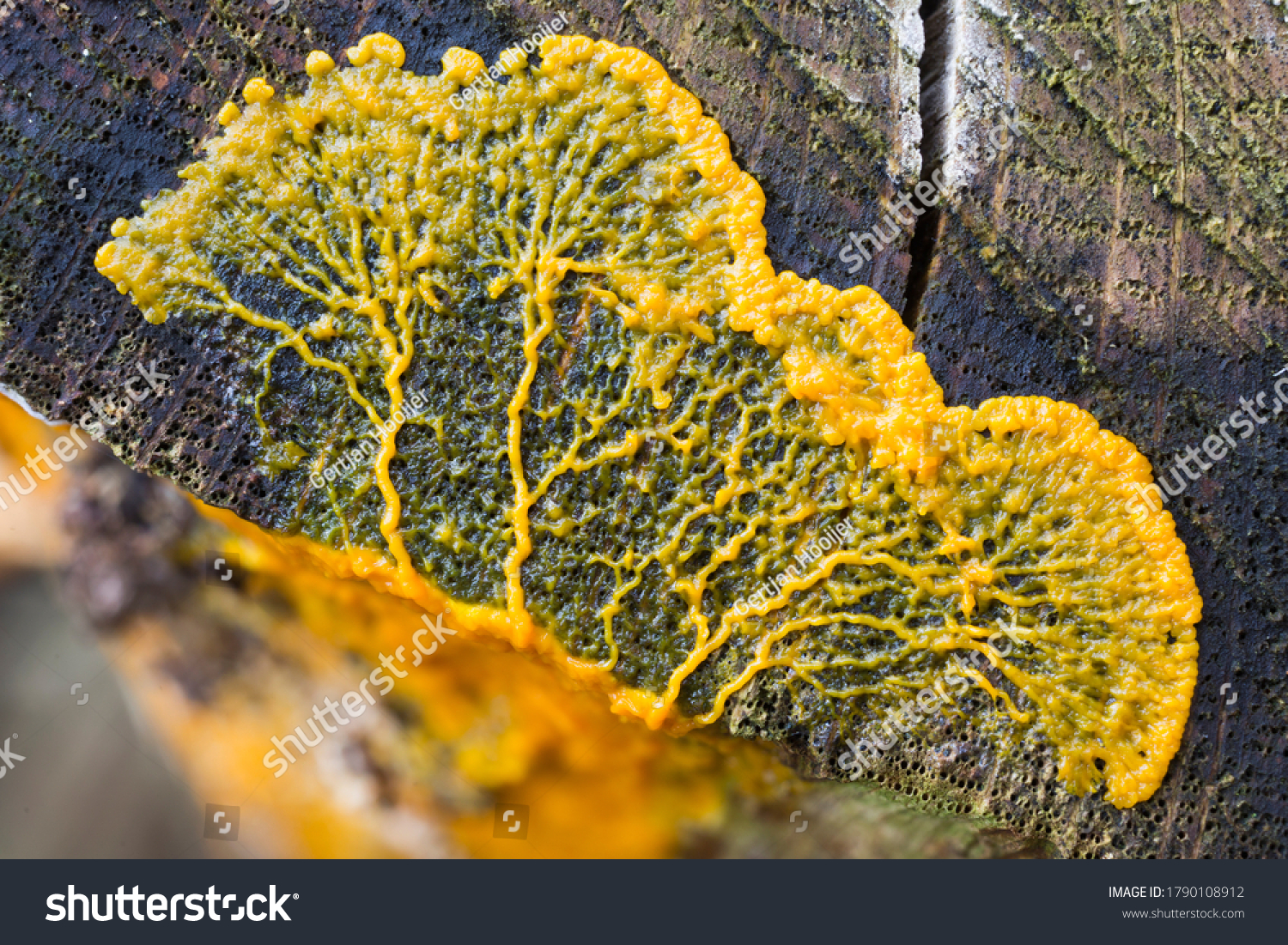 Migrating plasmodium of Badhamia utricularis slime mold on a tree trunk (Baarn, the Netherlands) #1790108912