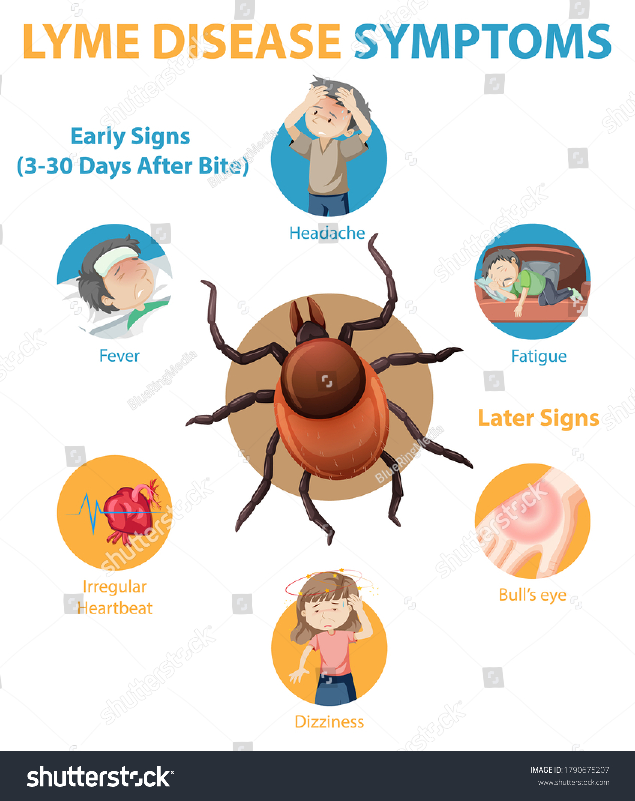 Lyme Disease Symptoms Information Infographic - Royalty Free Stock ...