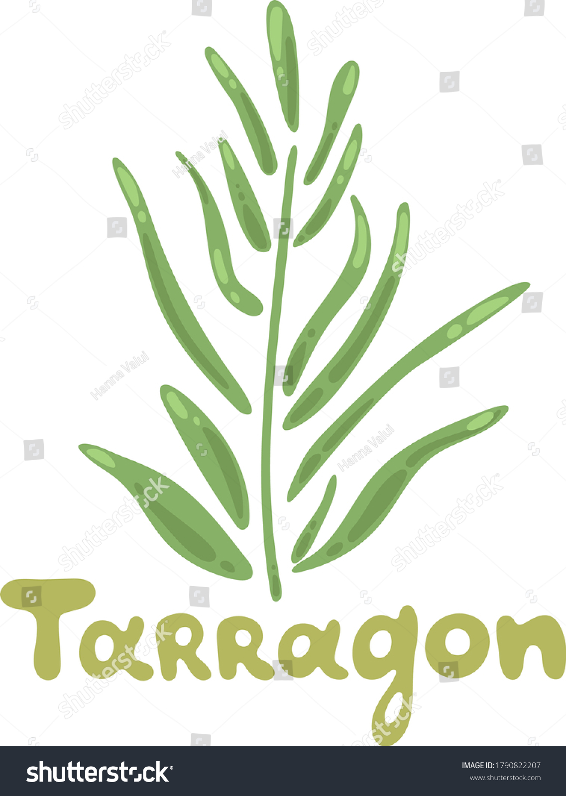 Aromatic tarragon plant, grass for home lemonade. Colorful vector healthy vegetable tarragon. Medical herb and spice. Cooking flavor ingredient. Great for label, sign, icon, cooking book. #1790822207