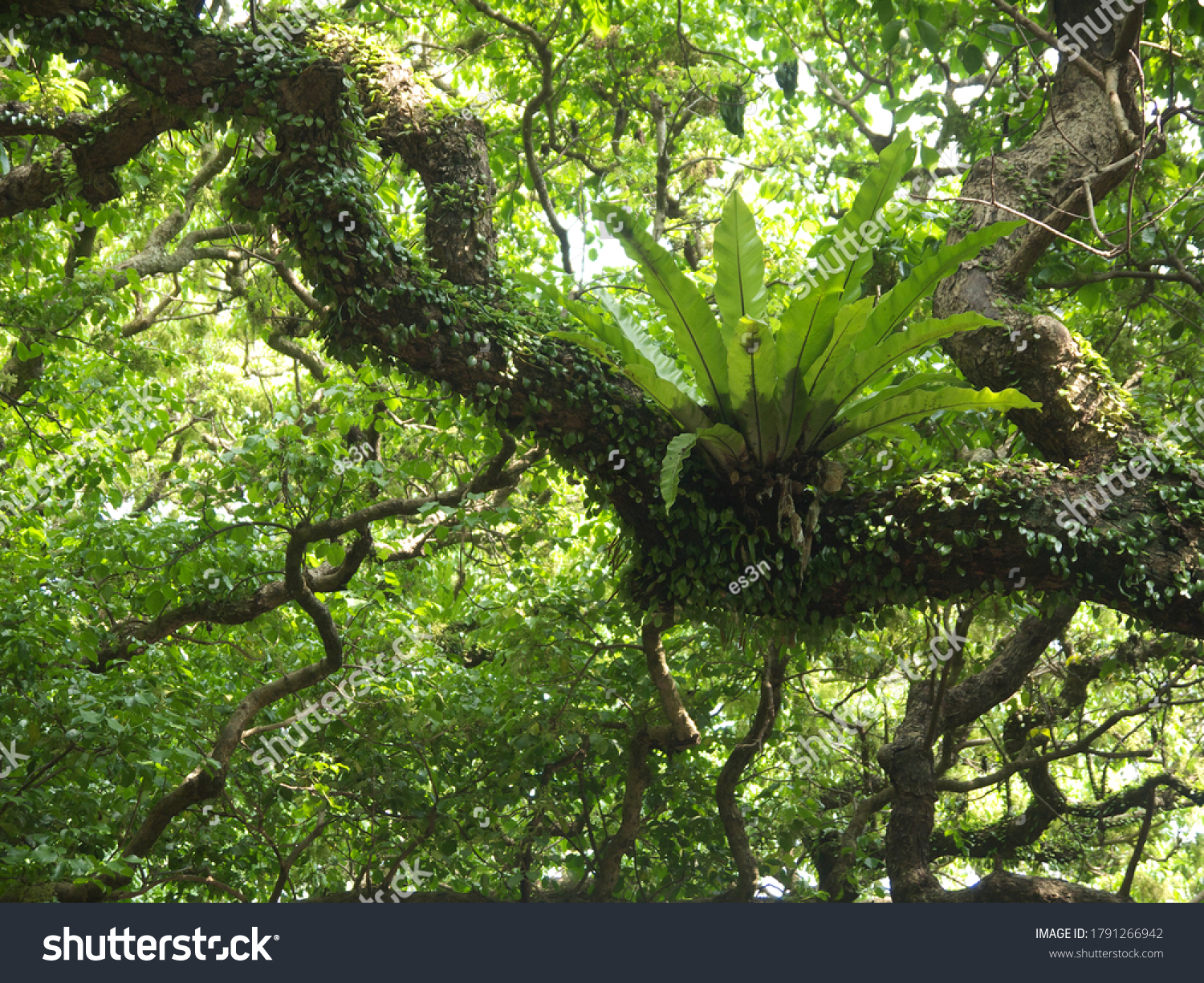 Asplenium nidus, bird's-nest Epiphyte fern plant growing on big tree branch in lush green jungles #1791266942