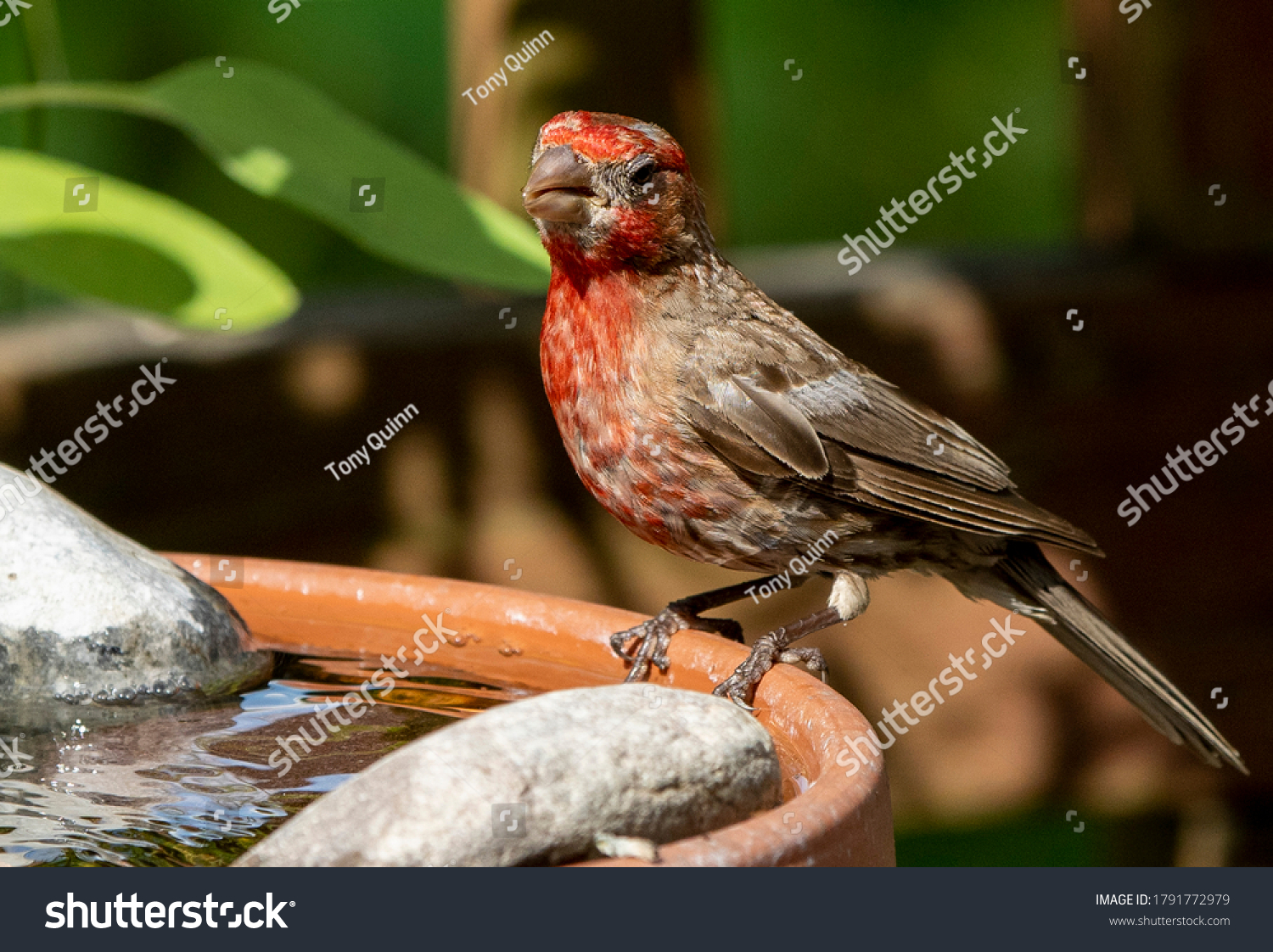 House Finch sits on the rim of a bird bath. #1791772979