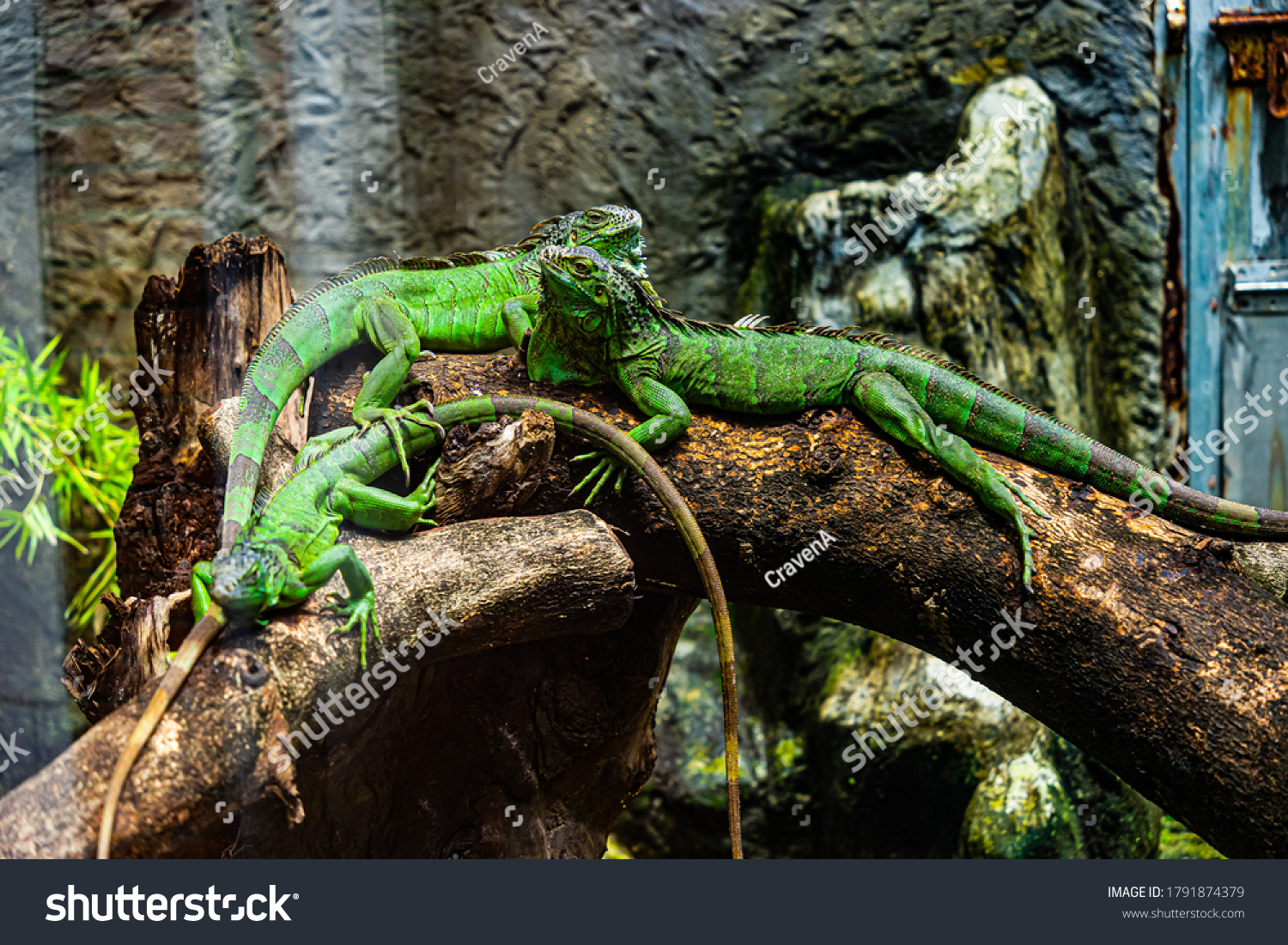 Green iguana. Iguana - also known as Common iguana or American iguana. Lizard families, look toward a bright eyes looking in the same direction as we find something new life. Location in Saigon Zoo. #1791874379