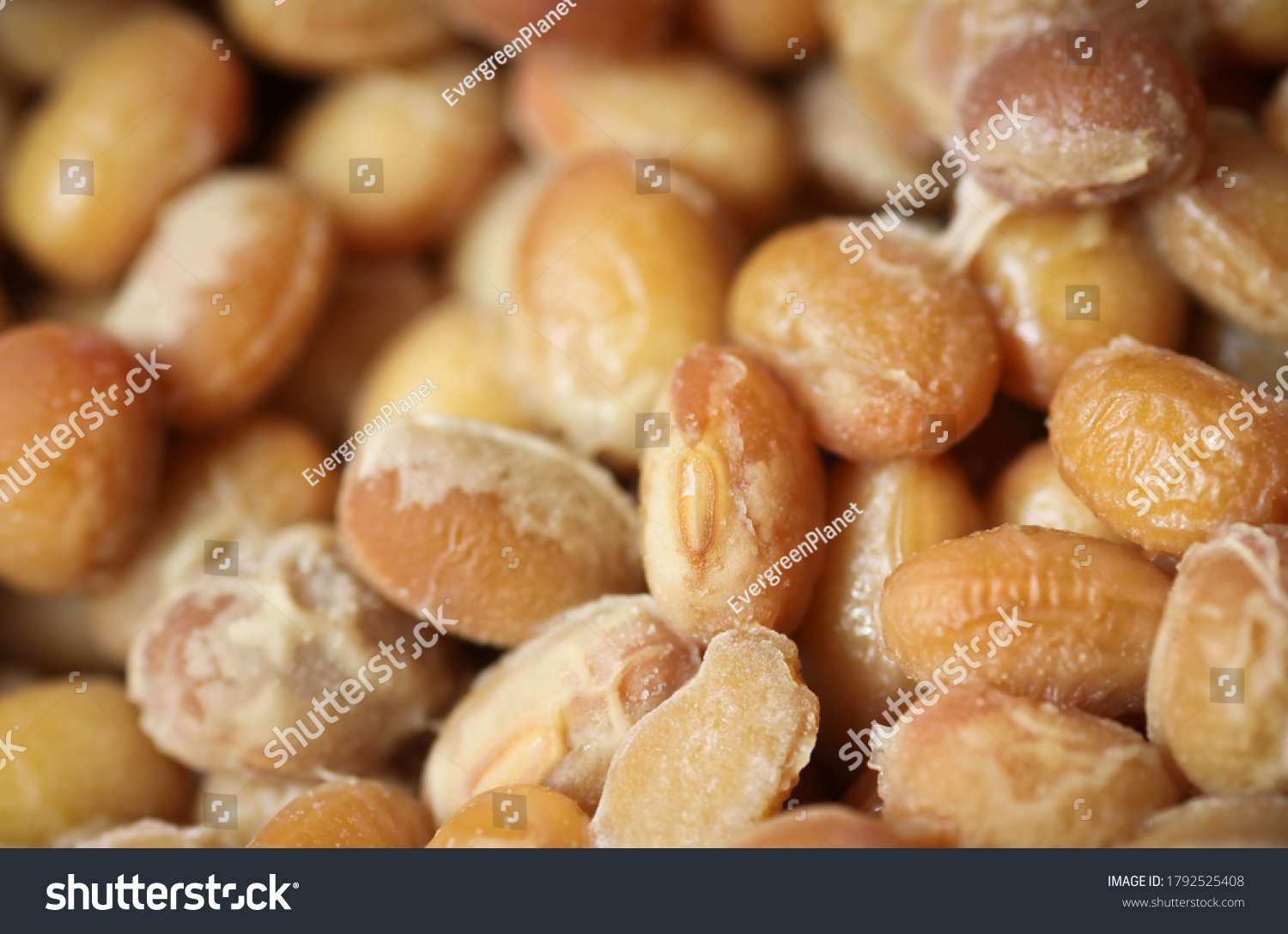 Soybeans fermented with bacillus subtilis var. natto for producing "natto" which is traditional Japanese food #1792525408