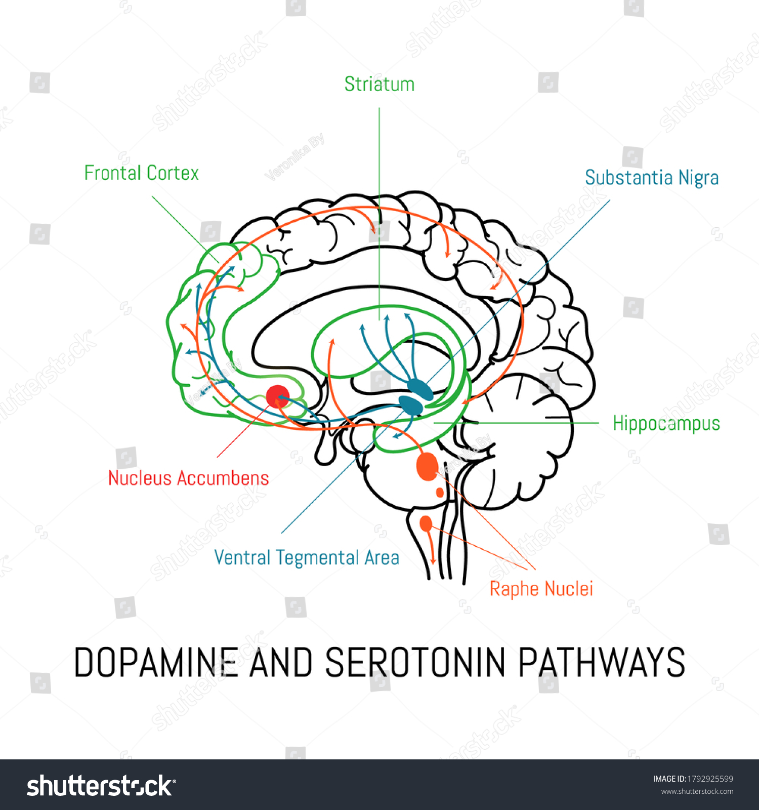 Dopamine And Serotonin Pathways In The Brain Royalty Free Stock