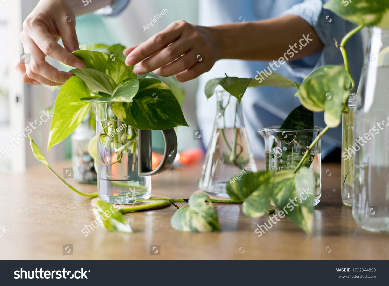 Woman propagating pothos plant from leaf cutting in water. Water propagation for indoor plants. #1792944853