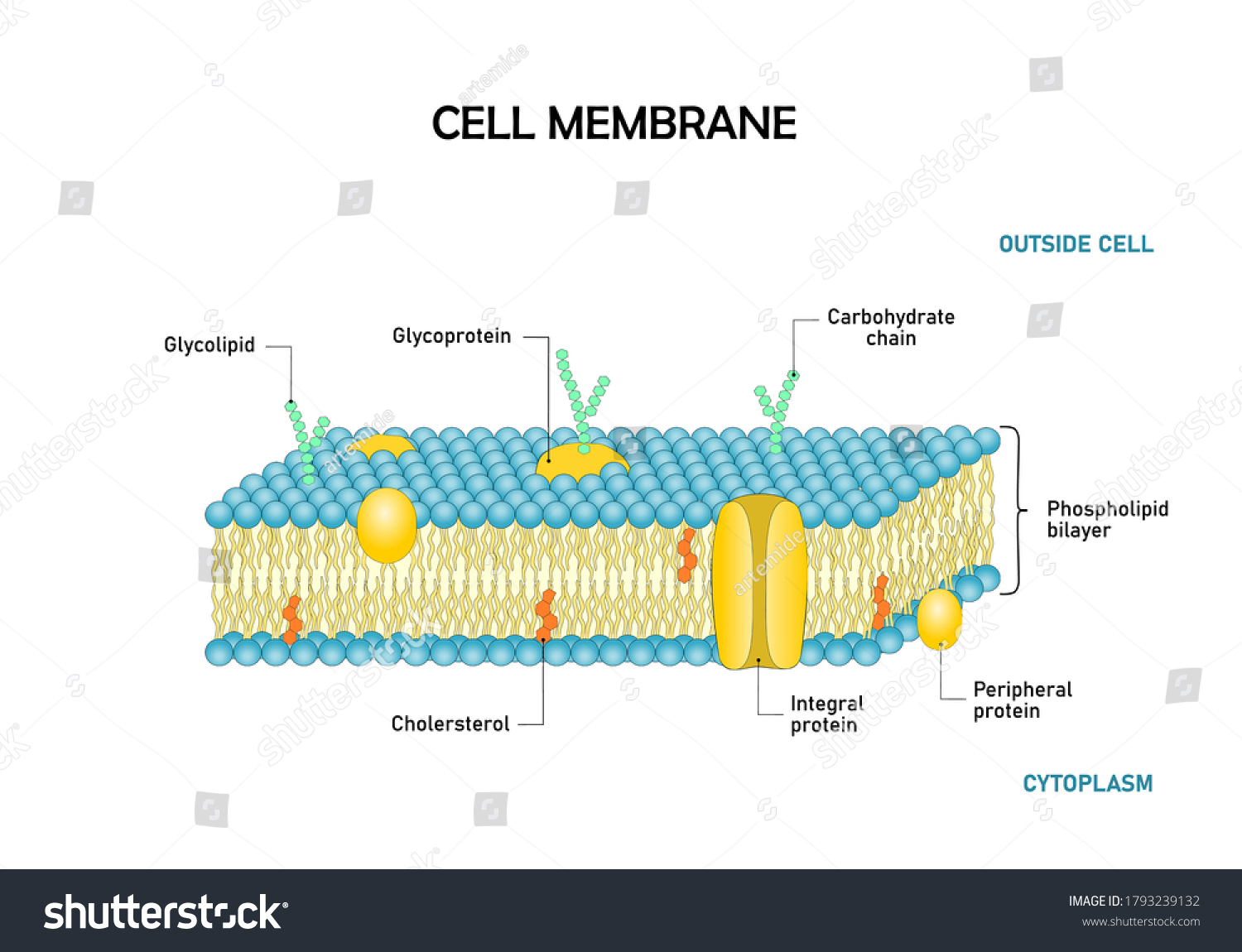 Diagram of cell membrane,phospholipid bilayers - Royalty Free Stock ...