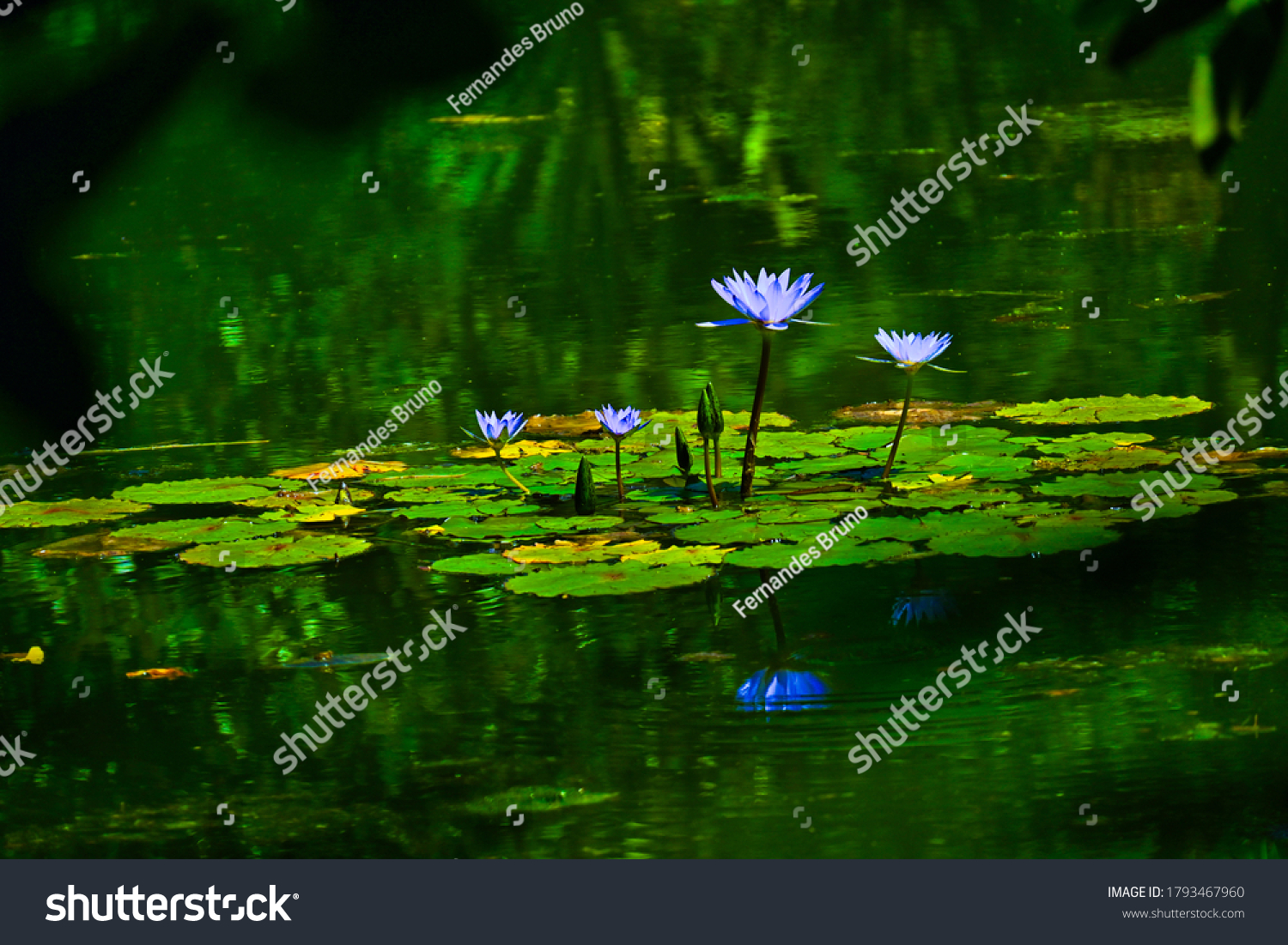 Nature Fauna and Flora with frogs on water lily. #1793467960