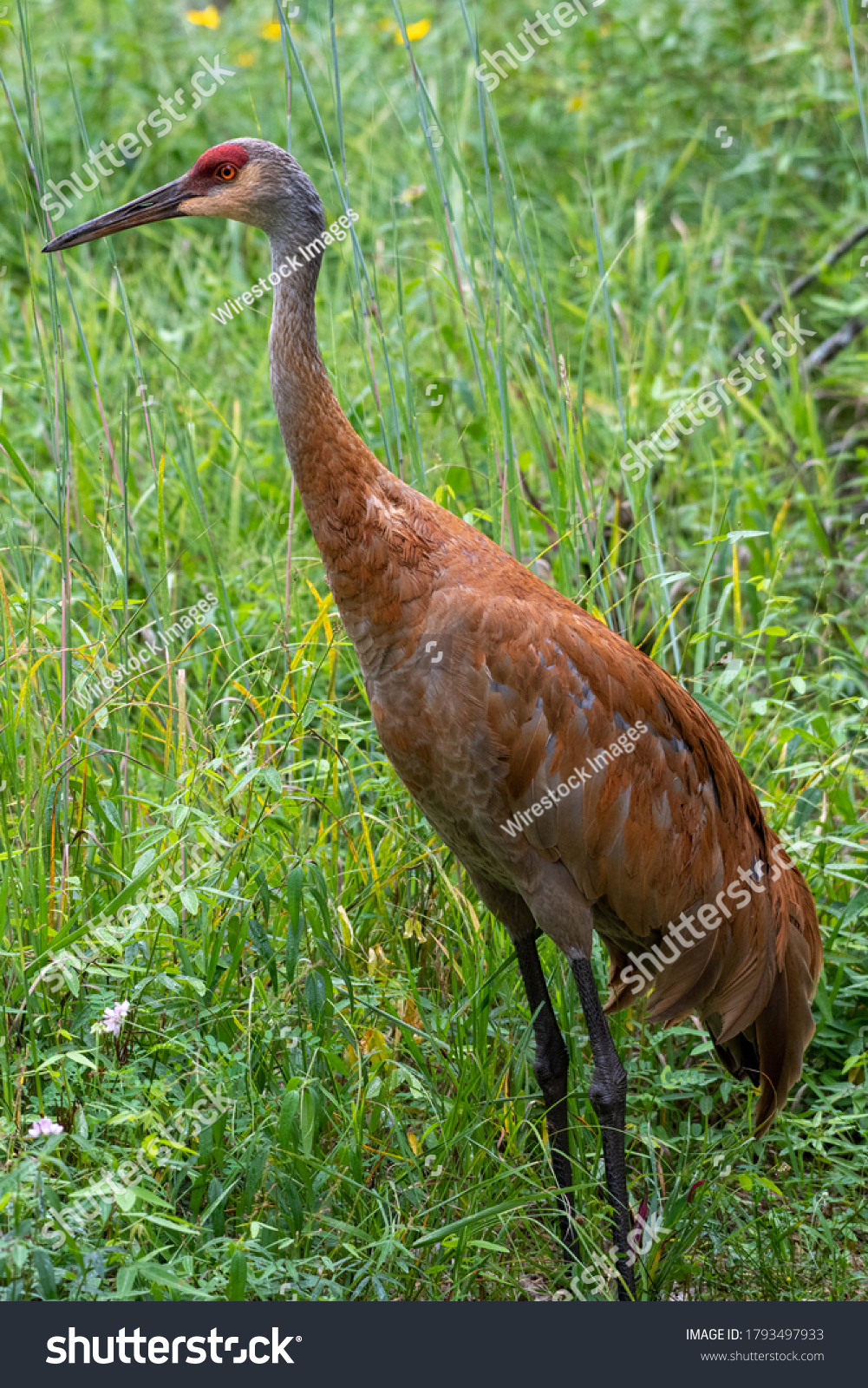 A vertical shot of a Sand Hill Crane in a field with the whole figure #1793497933