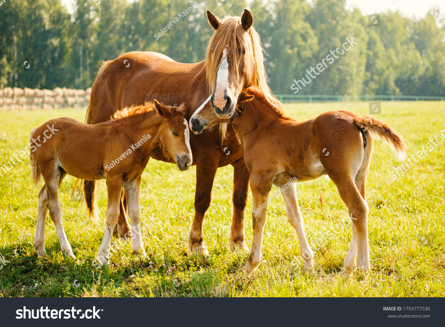 A horse with two foals is eating grass in the pasture. Portrait of horses on the background of nature. Horse breeding, animal husbandry #1793777530