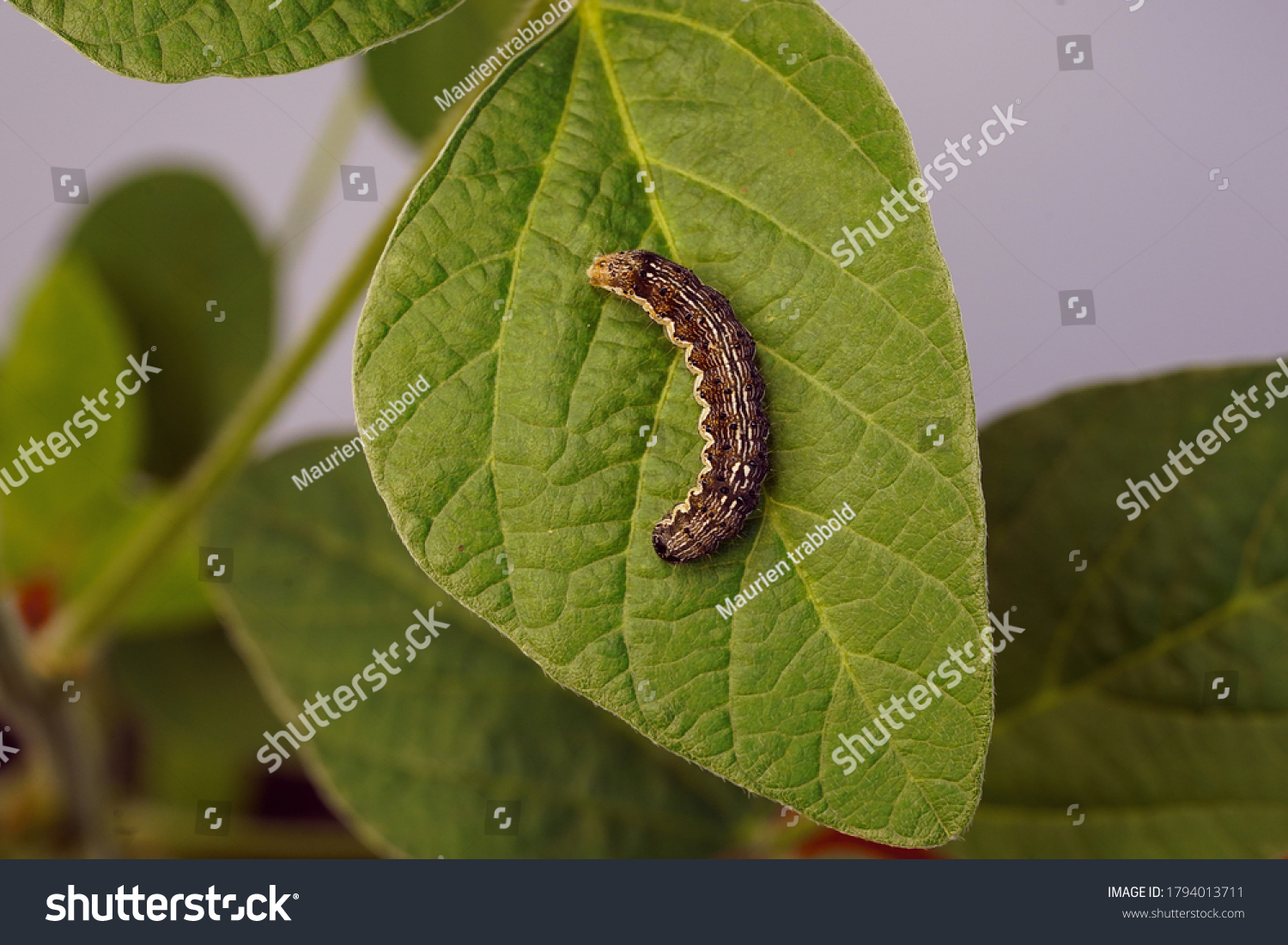 Cotton bollworm Helicoverpa armigera The cotton bollworm, corn earworm #1794013711