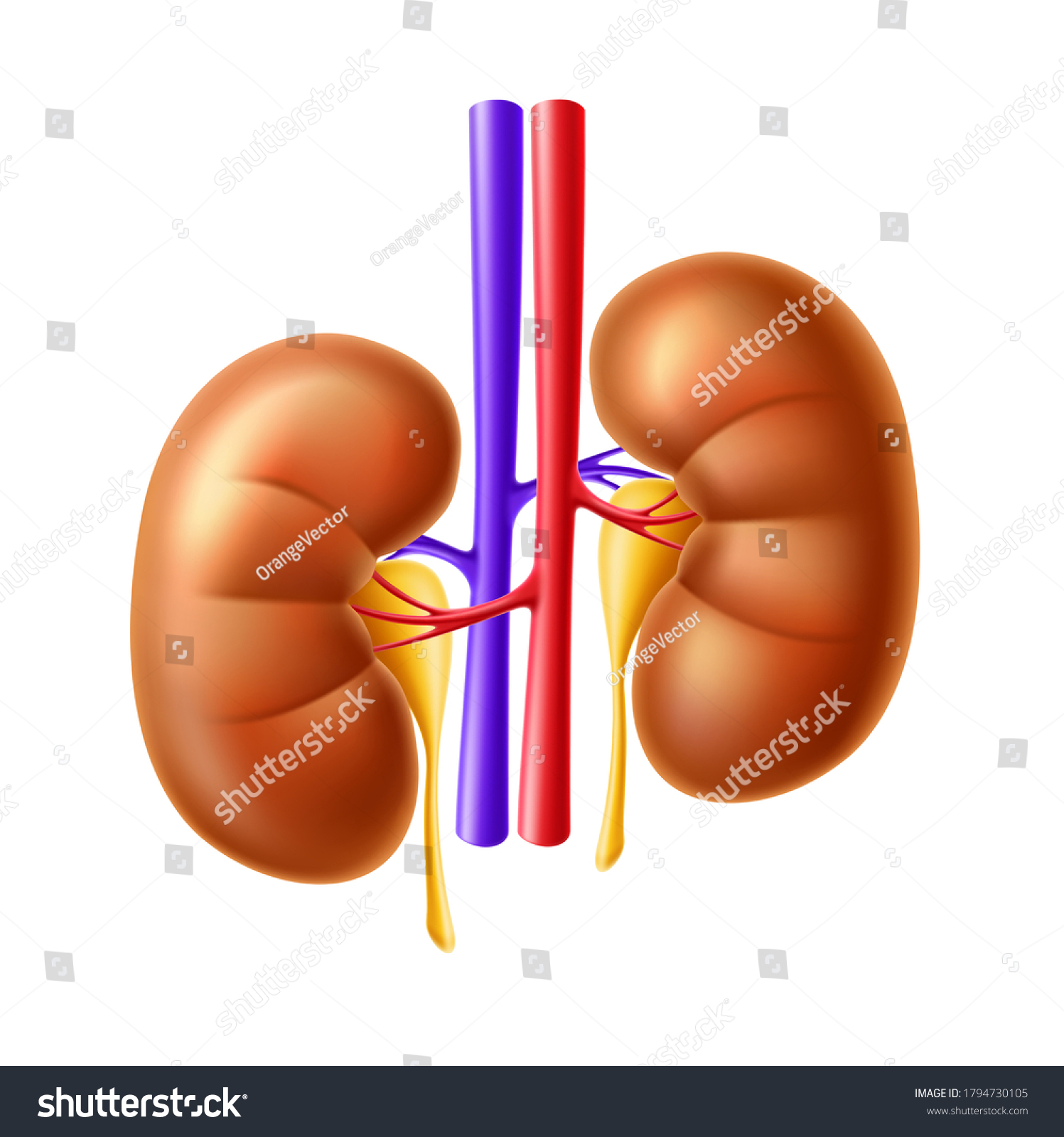 Realistic kidneys anatomy structure. Vector - Royalty Free Stock Vector ...