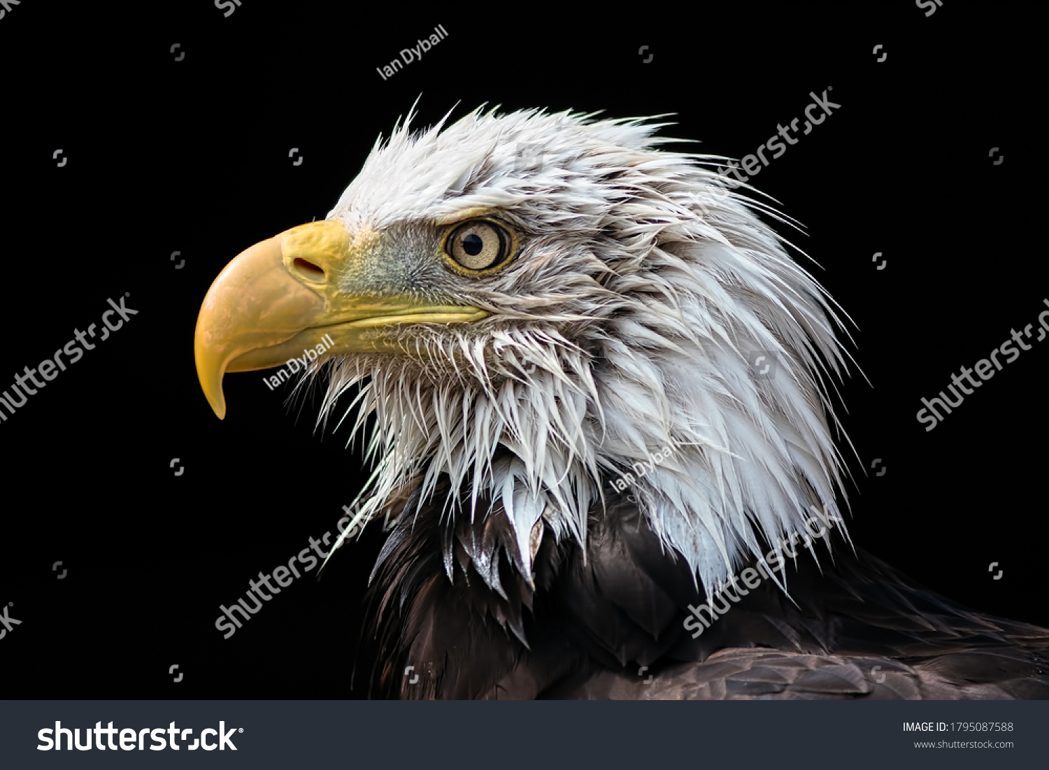 Bald eagle head. American national bird (Haliaeetus leucocephalus) powerful close-up portrait image of this aggressive looking predator. Wet feathers on face in profile isolated on black background. #1795087588