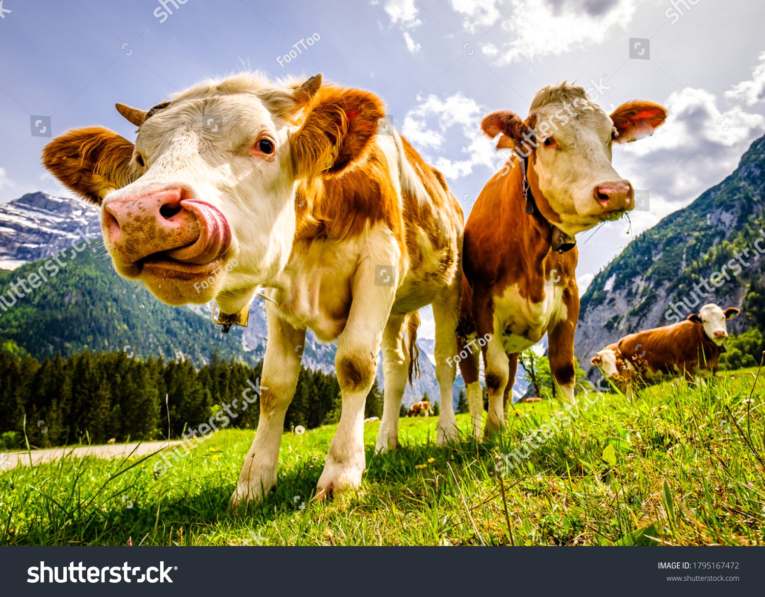 nice cows at the eng alm in austria #1795167472