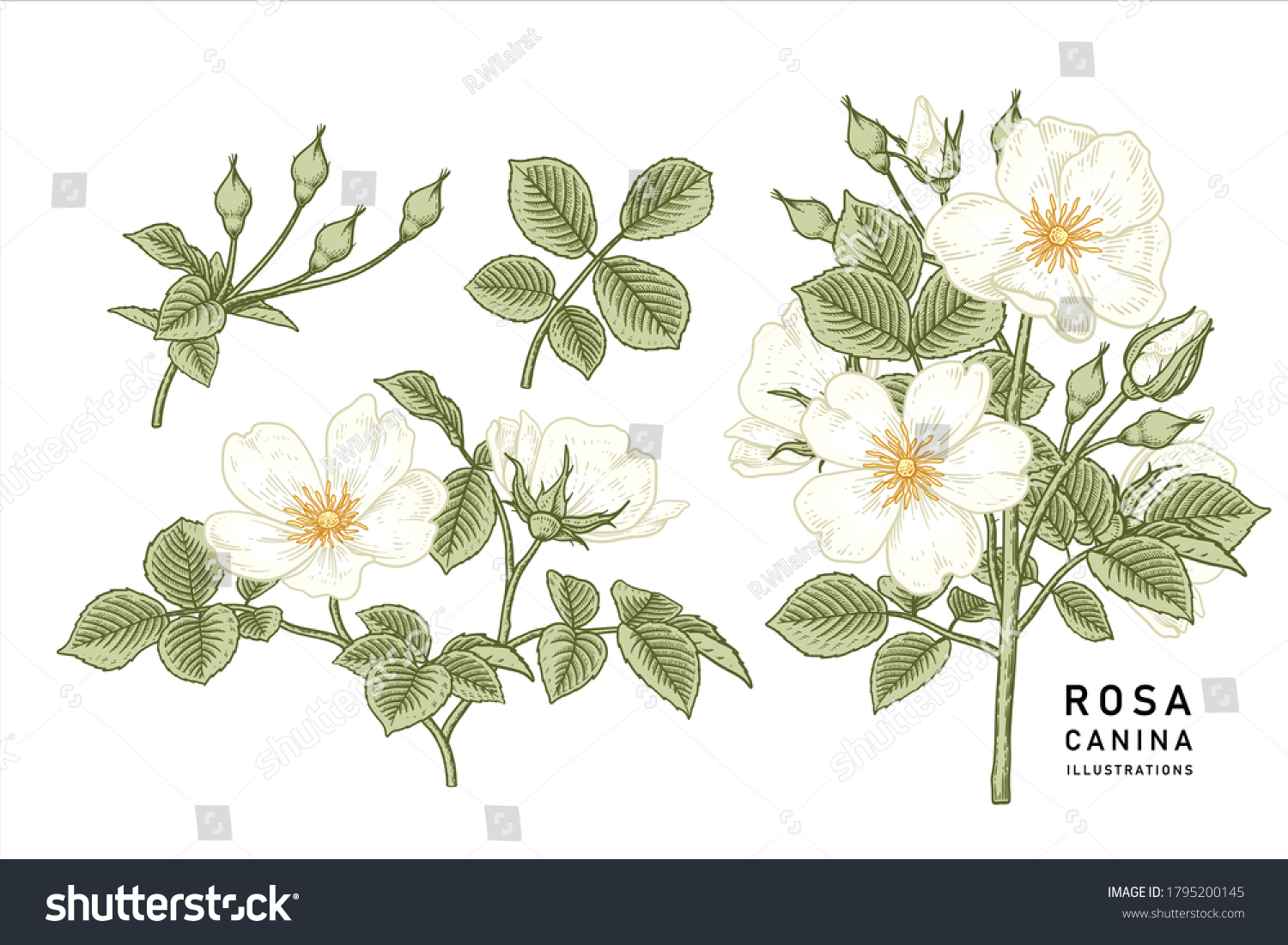 Sketch Floral decorative set. White Dog rose (Rosa canina) flower drawings. Vintage line art isolated on white backgrounds. Hand Drawn Botanical Illustrations. Elements vector. #1795200145