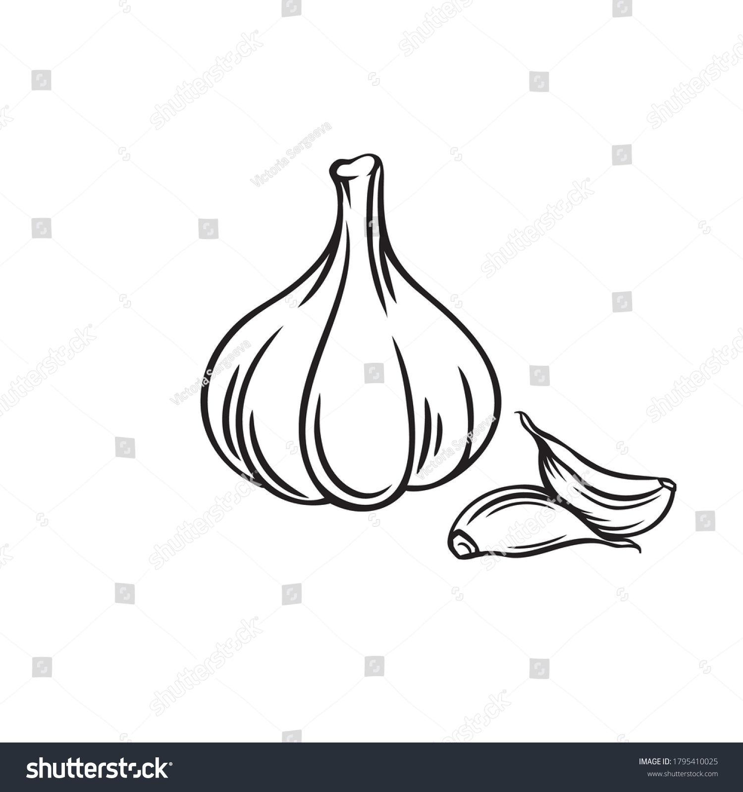 Garlic outline vector illustration. Farm market product, isolated vegetable, engraved bunch of garlic. #1795410025