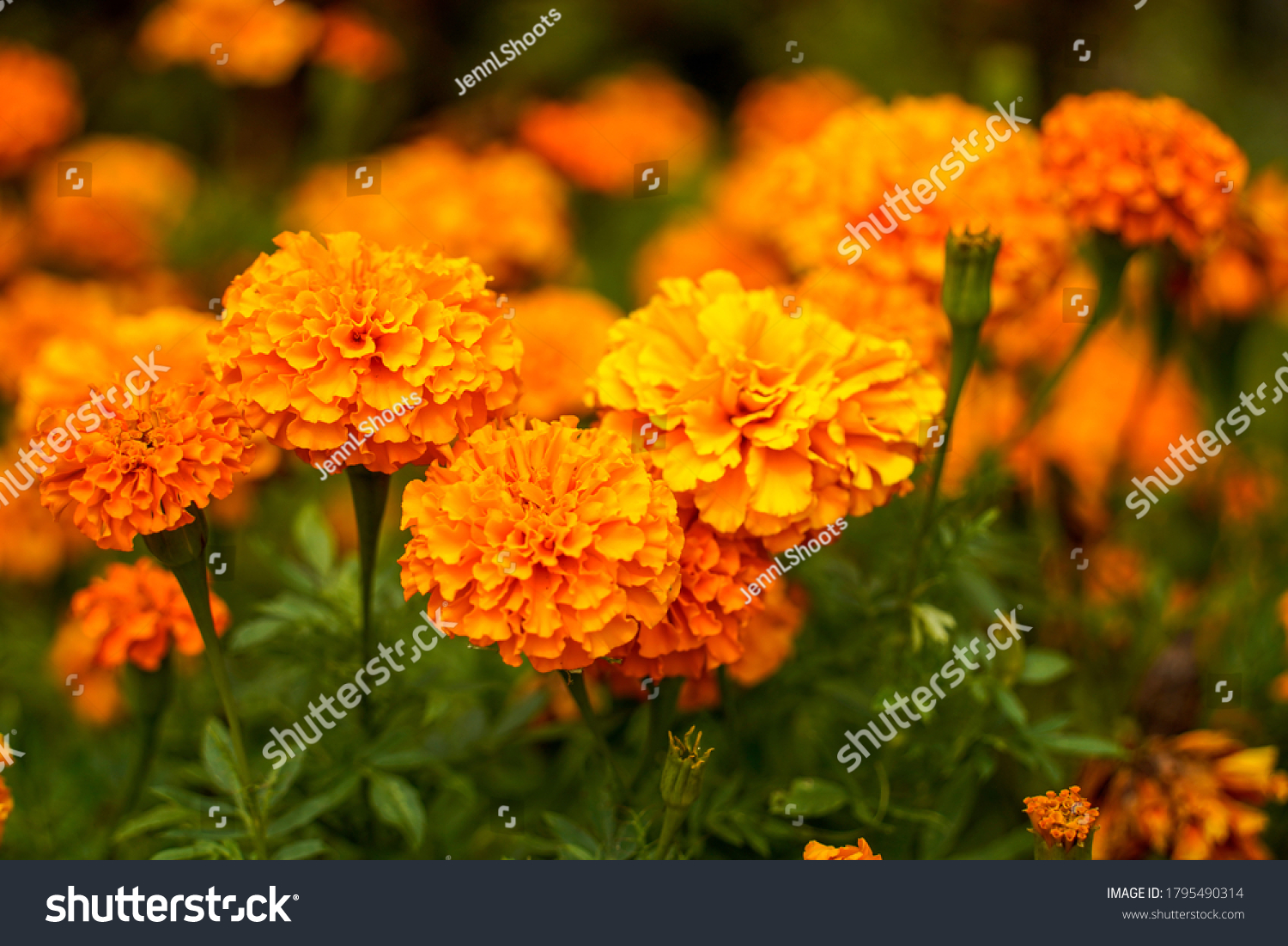 Field of orange marigold flowers.                      #1795490314
