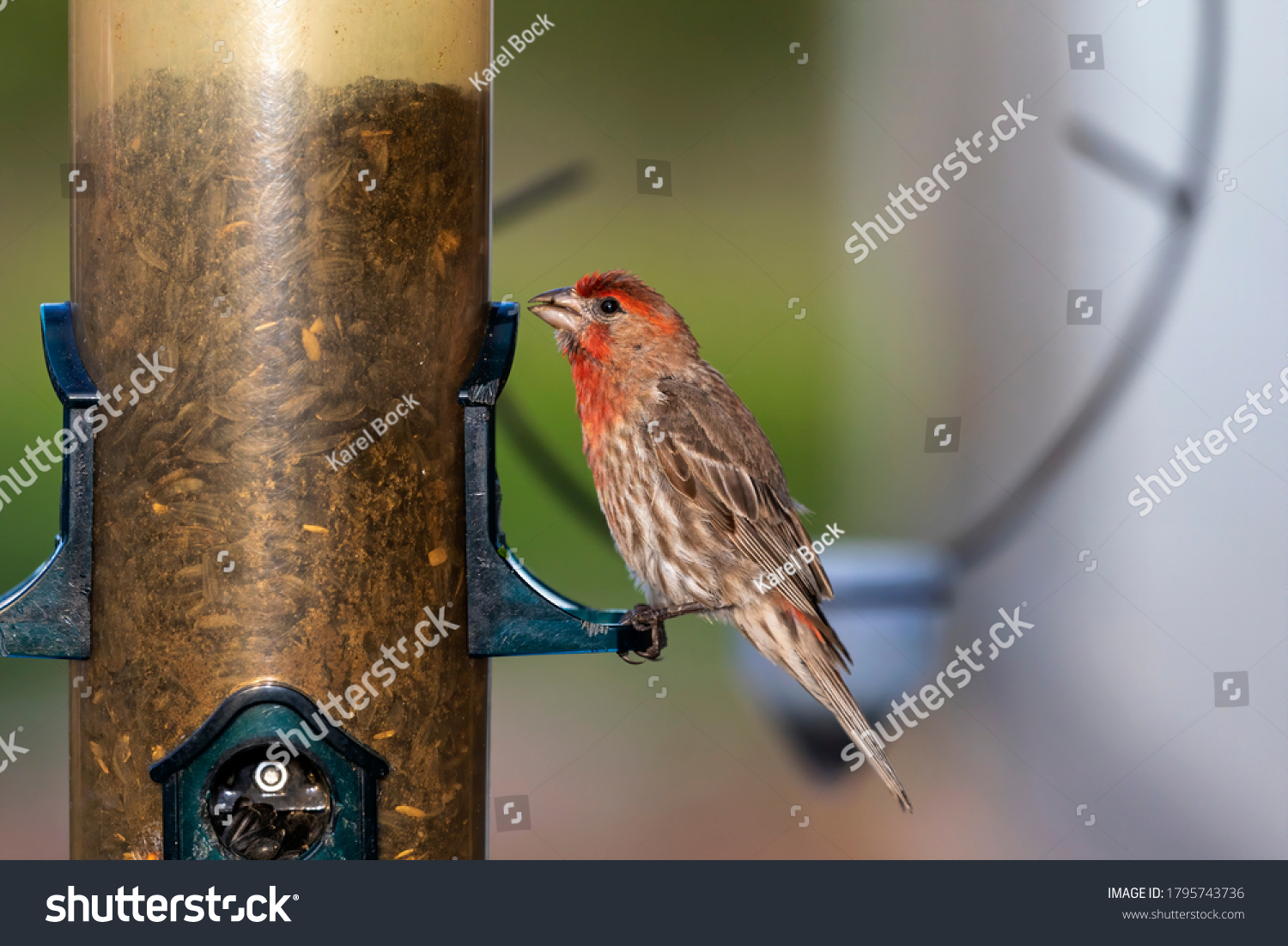 The house finch. Young bird on the feeder. Bird native to western North America. #1795743736