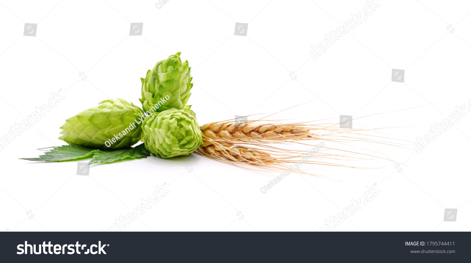 Fresh cones of hops and wheat isolated on a white background. #1795744411