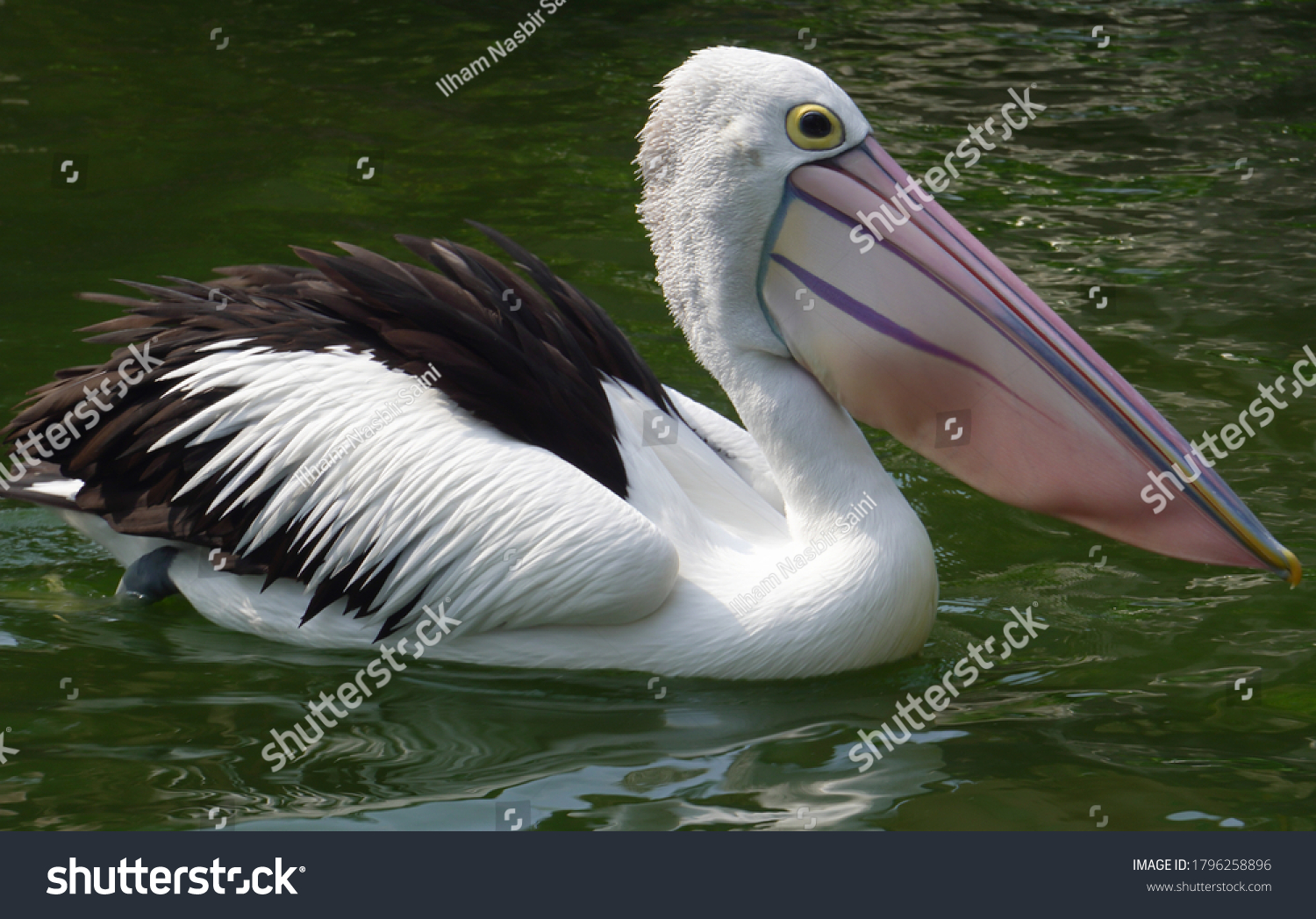 Pelicans (Pelecanus onocrotalus) are a genus of large water birds that makes up the family Pelecanidae. They are characterised by a long beak and a large throat pouch used for catching prey. #1796258896