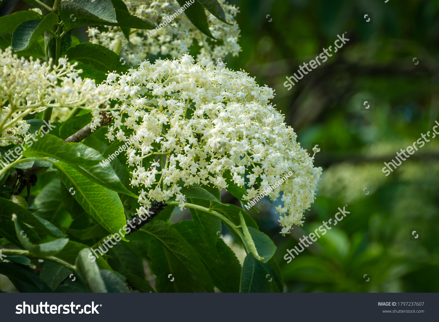 Black sambucus (Sambucus nigra) white flowers blossom. Macro of  delicate flowers cluster on dark green background in spring garden. Selective focus. Nature concept for design. #1797237607