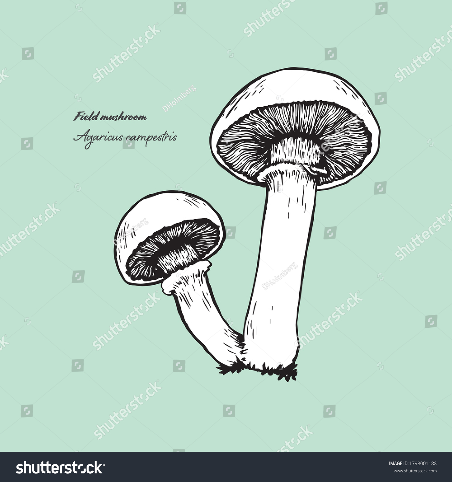 Vectorized line art illustration of the edible mushroom horn-of-plenty. #1798001188