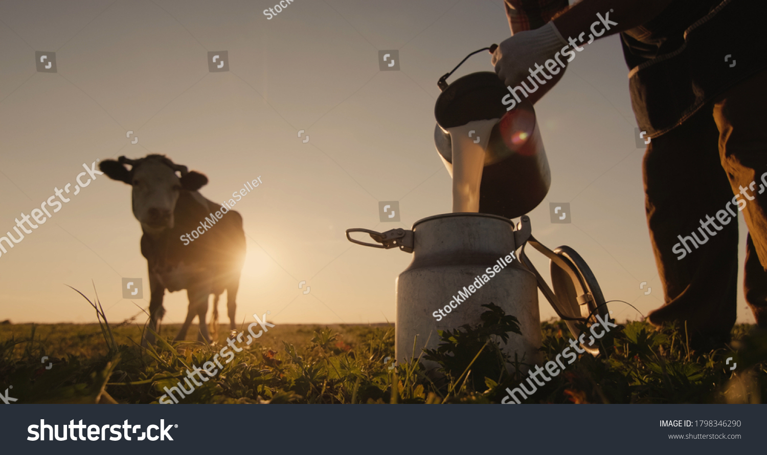 Farmer pours milk into can at sunset, in the background of a meadow with a cow #1798346290