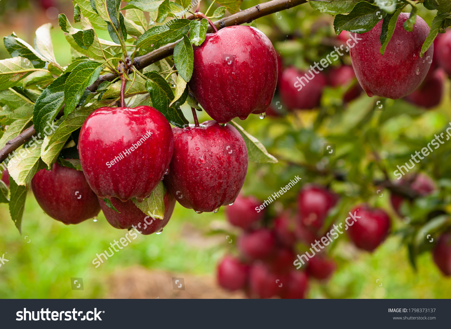 Autumn day. Rural garden. In the frame ripe red apples on a tree. It's raining Photographed in Ukraine,   #1798373137