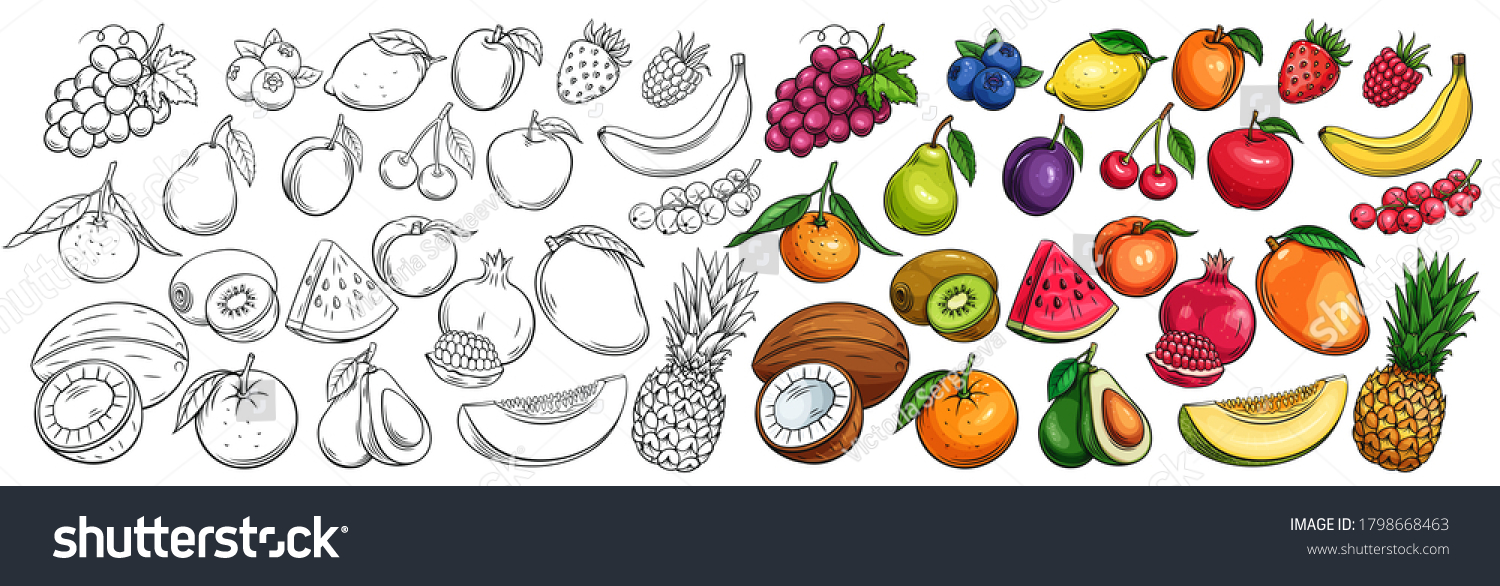 Fruit and berries drawn icons vector set. Illustration of colored and monochrome fruits for design farm product, market label vegetarian shop. #1798668463