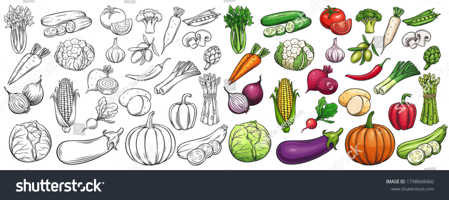 Vegetables drawn vector icons set. Illustration of colored and monochrome vegetables for design farm product, market label vegetarian shop. #1798668466