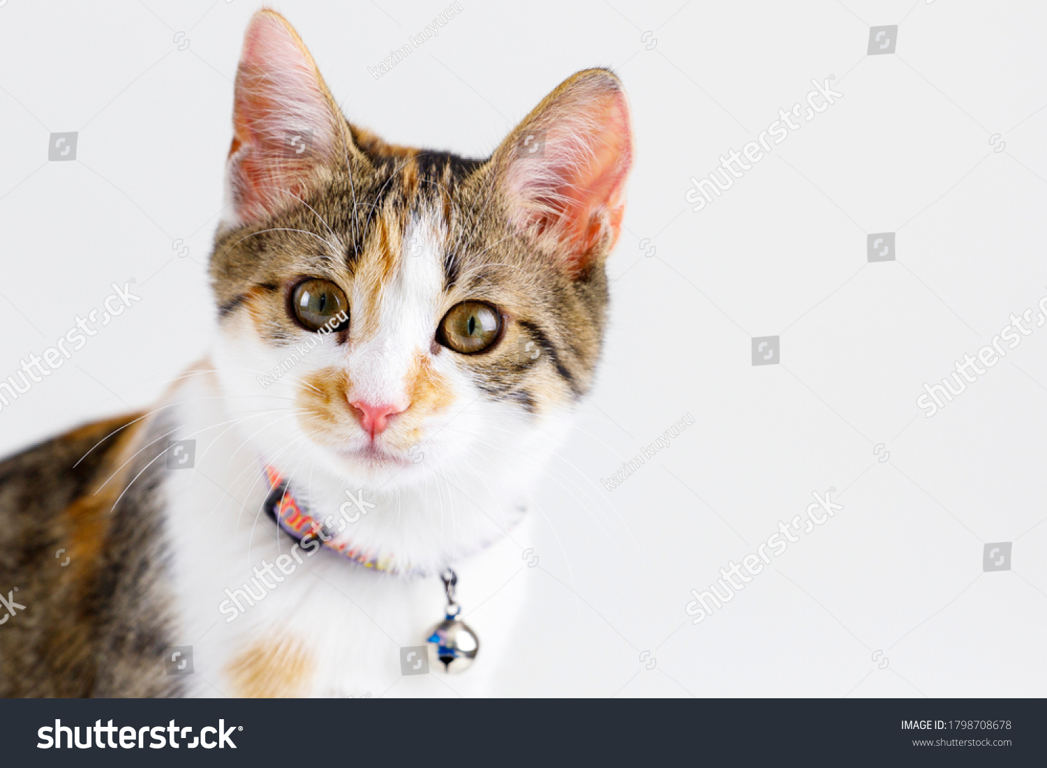 Ginger orange cat have collar and bell portrait studio on white background. #1798708678