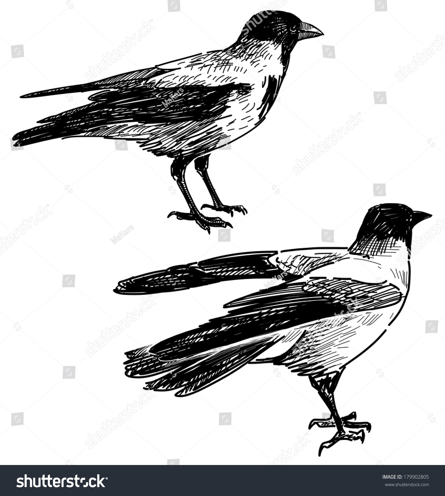 two crows - Royalty Free Stock Photo 179902805 - Avopix.com