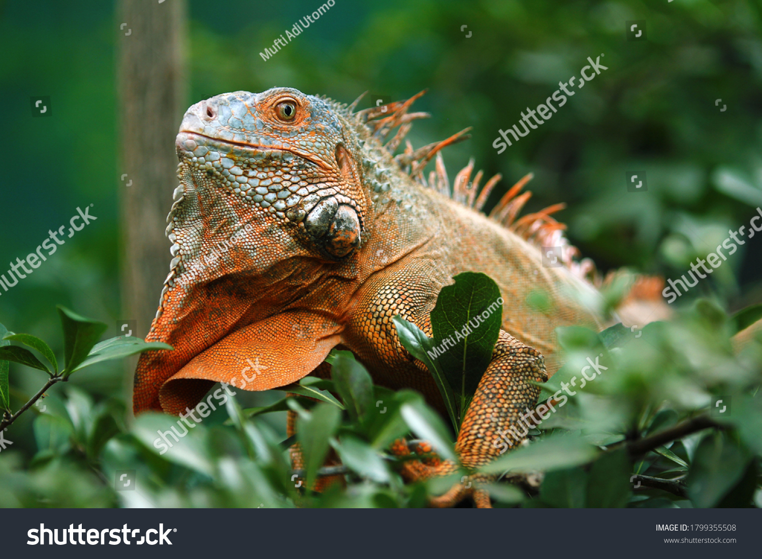 Red Iguana is a genus of herbivorous lizards that are native to tropical areas of Mexico, Central America, South America, and the Caribbean.  #1799355508