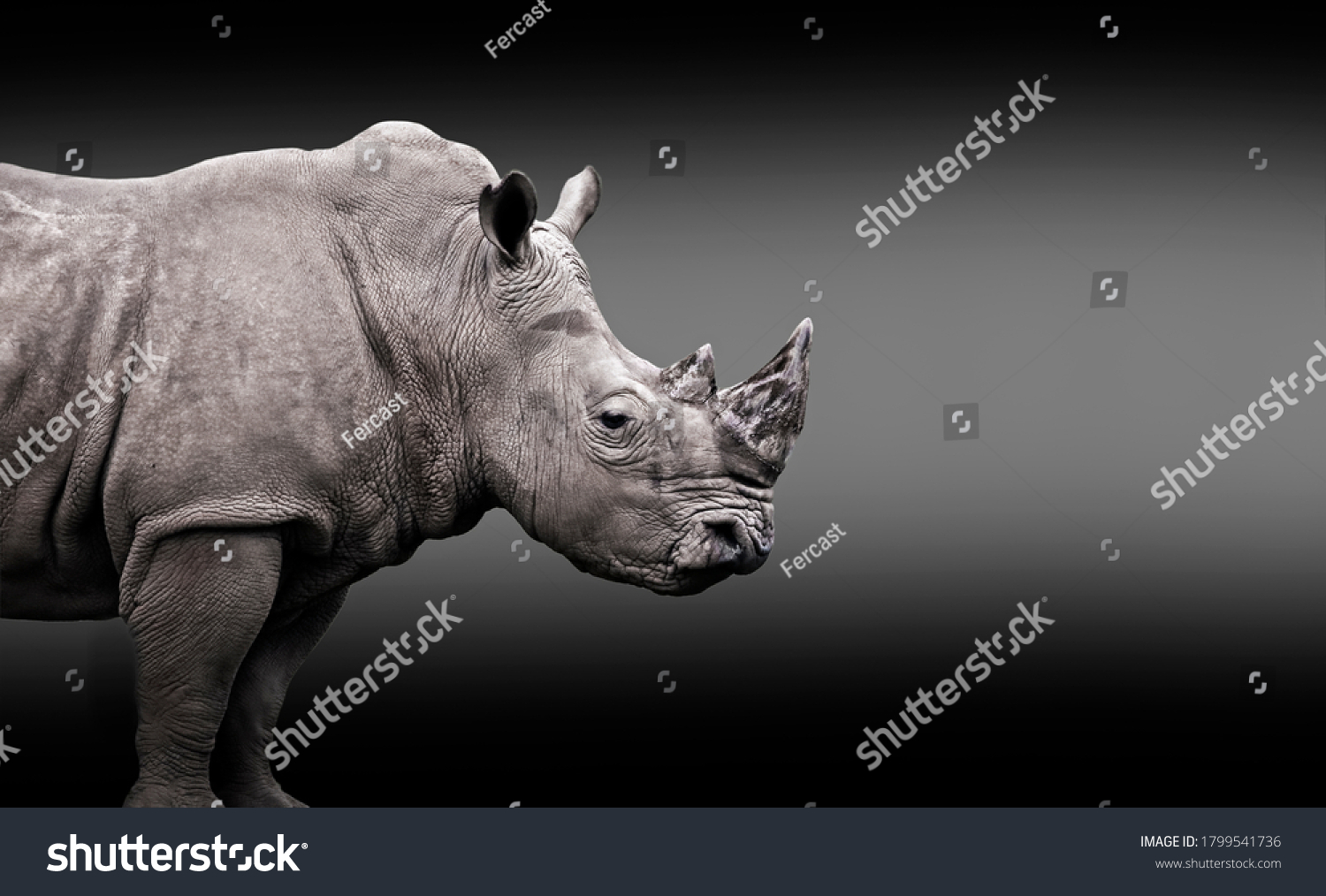 Edited portrait of a white rhinoceros (Ceratotherium simum) isolated with a black and white background with copy space for text. Endangered african white rhino under risk of extinction.  #1799541736