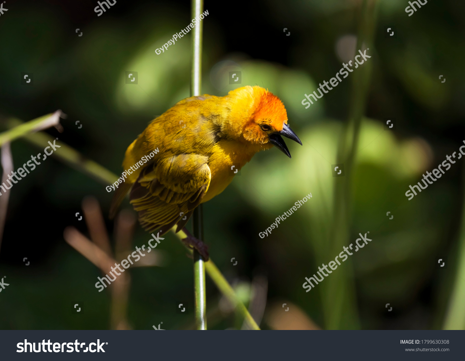 This image shows a perched Taveta Golden Weaver Bird (Ploceus castaneiceps) with it's beak open. #1799630308