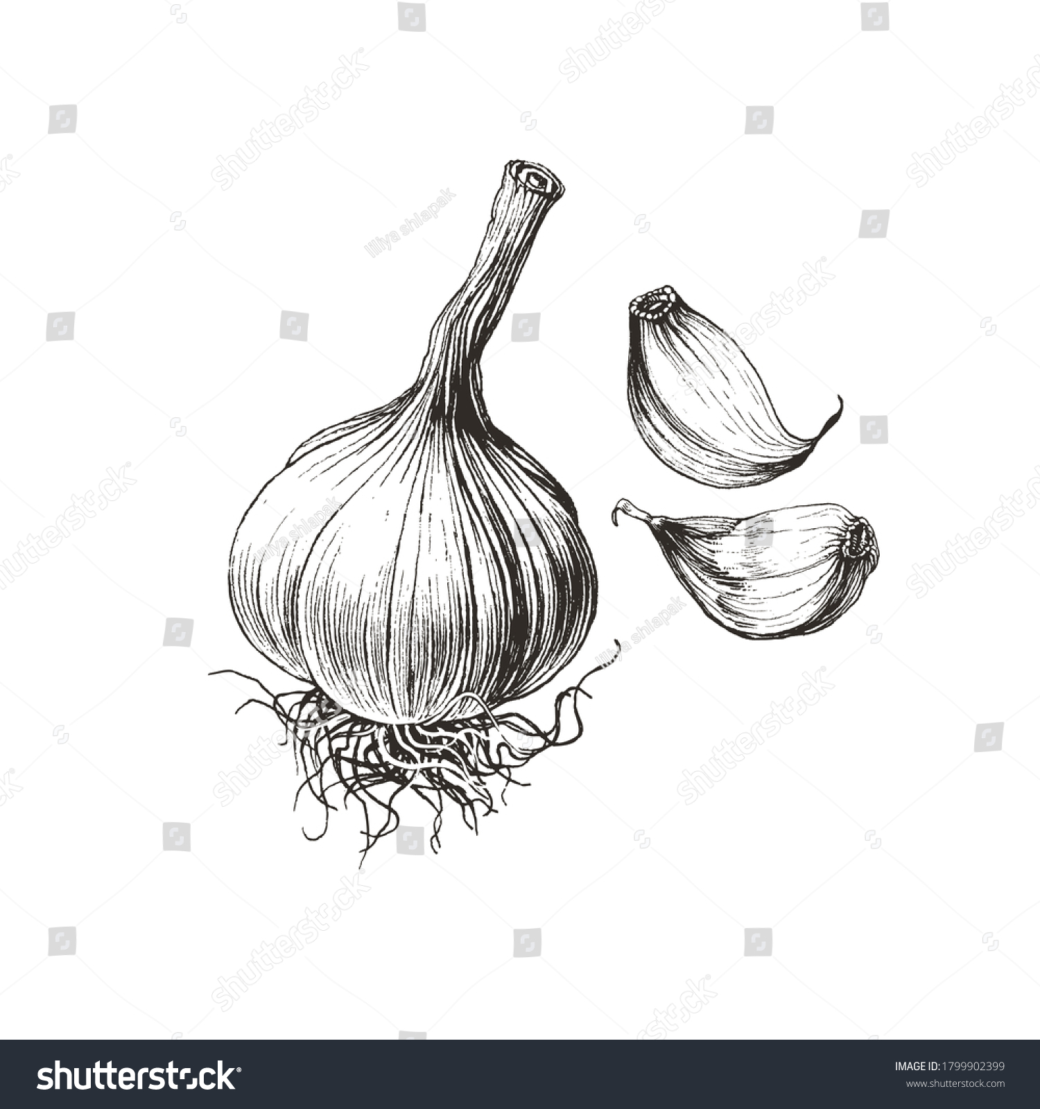 Detailed drawing of garlic bulb and cloves, vegetable clip art illustration #1799902399