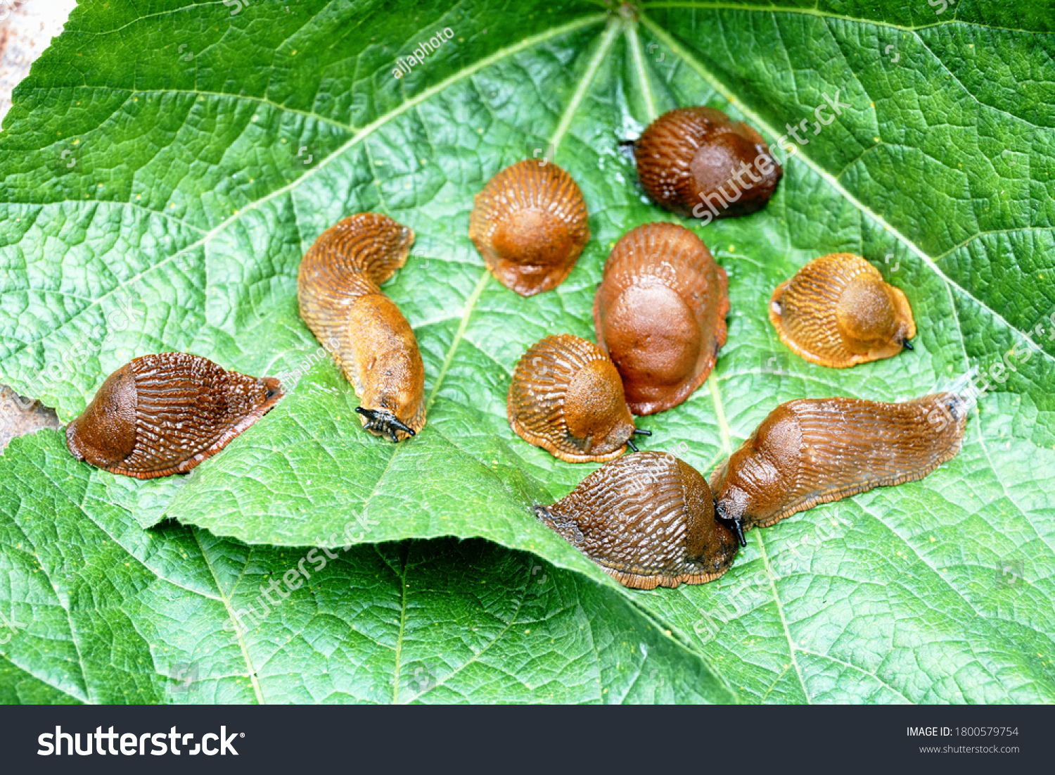 Lots of Spanish slug (arion vulgaris) on the green leaves in the garden. Closeup of garden slug (arion rufus). Invasive animal species. #1800579754