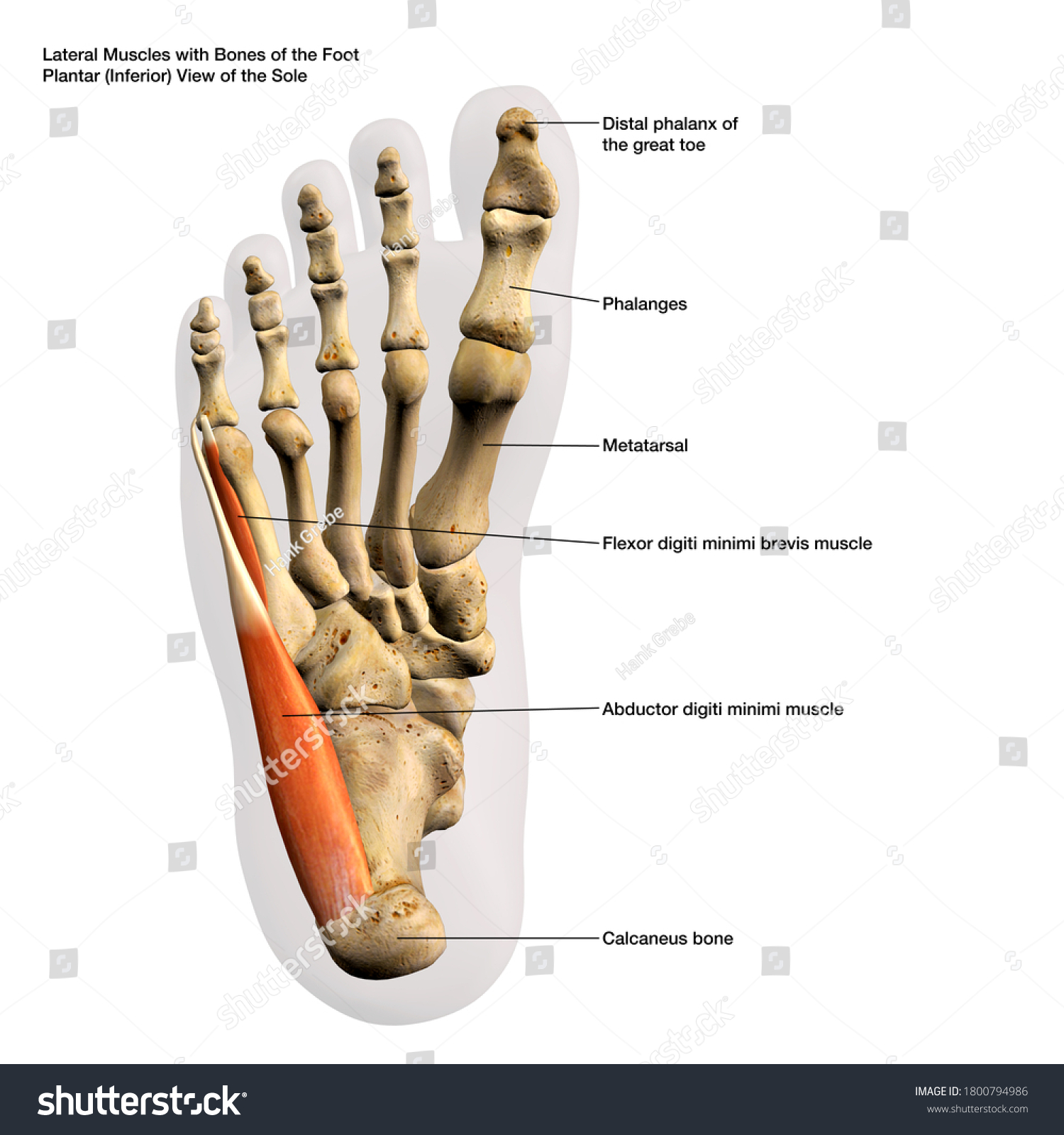 Lateral Muscle Anatomy of the Human Foot Labeled - Royalty Free Stock ...