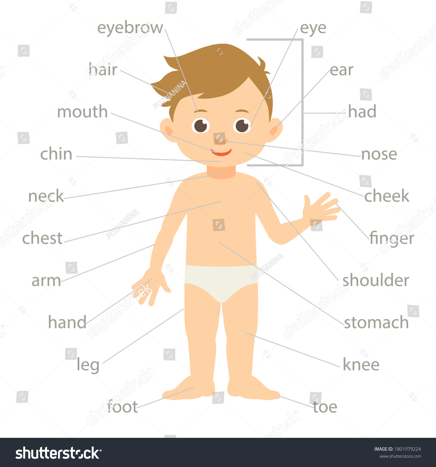 Parts of the body. Vector illustration of a boy - Royalty Free Stock ...