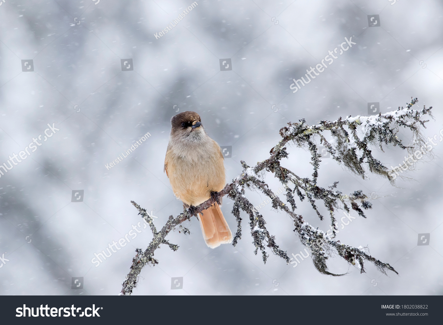 Beautiful and cute bird, Siberian jay, Perisoreus infaustus, sitting on an old branch on snowy winter day in Kuusamo, Finland, Northern Europe #1802038822