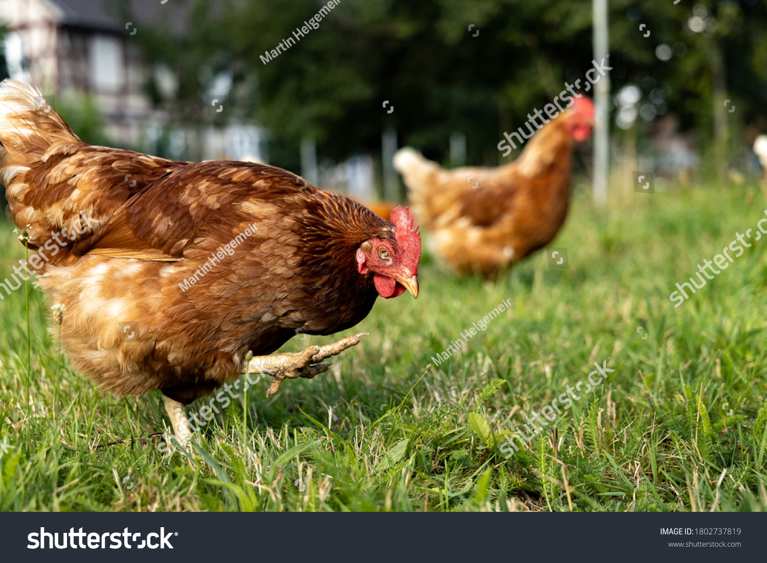 Free range organic chickens poultry in a country farm, germany #1802737819