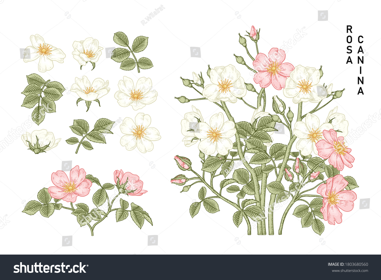 Sketch Floral decorative set. White and Pink Dog rose (Rosa canina) flower drawings. Vintage line art isolated on white backgrounds. Hand Drawn Botanical Illustrations. Elements vector.
 #1803680560